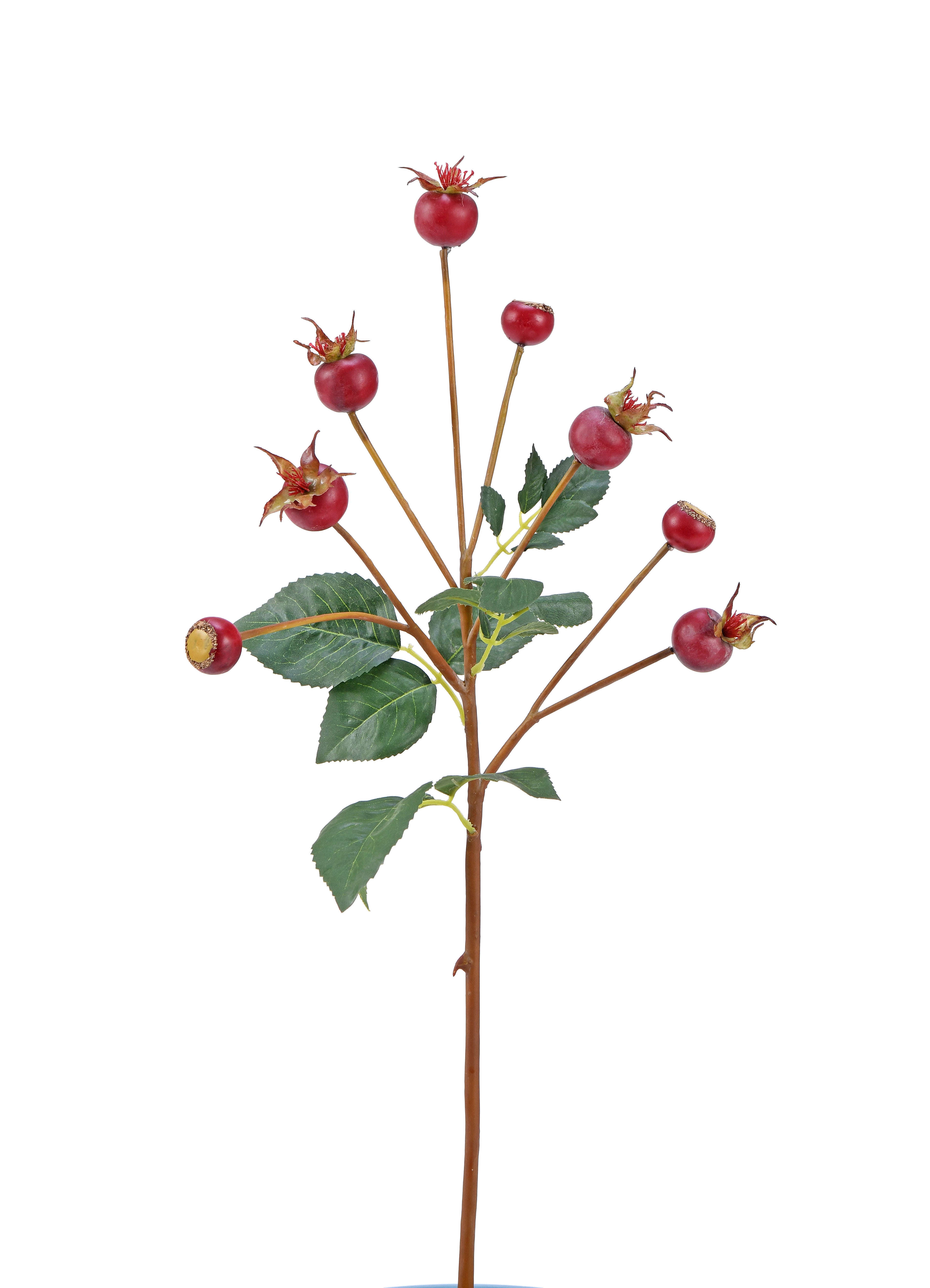 Crabapple. 56 cm