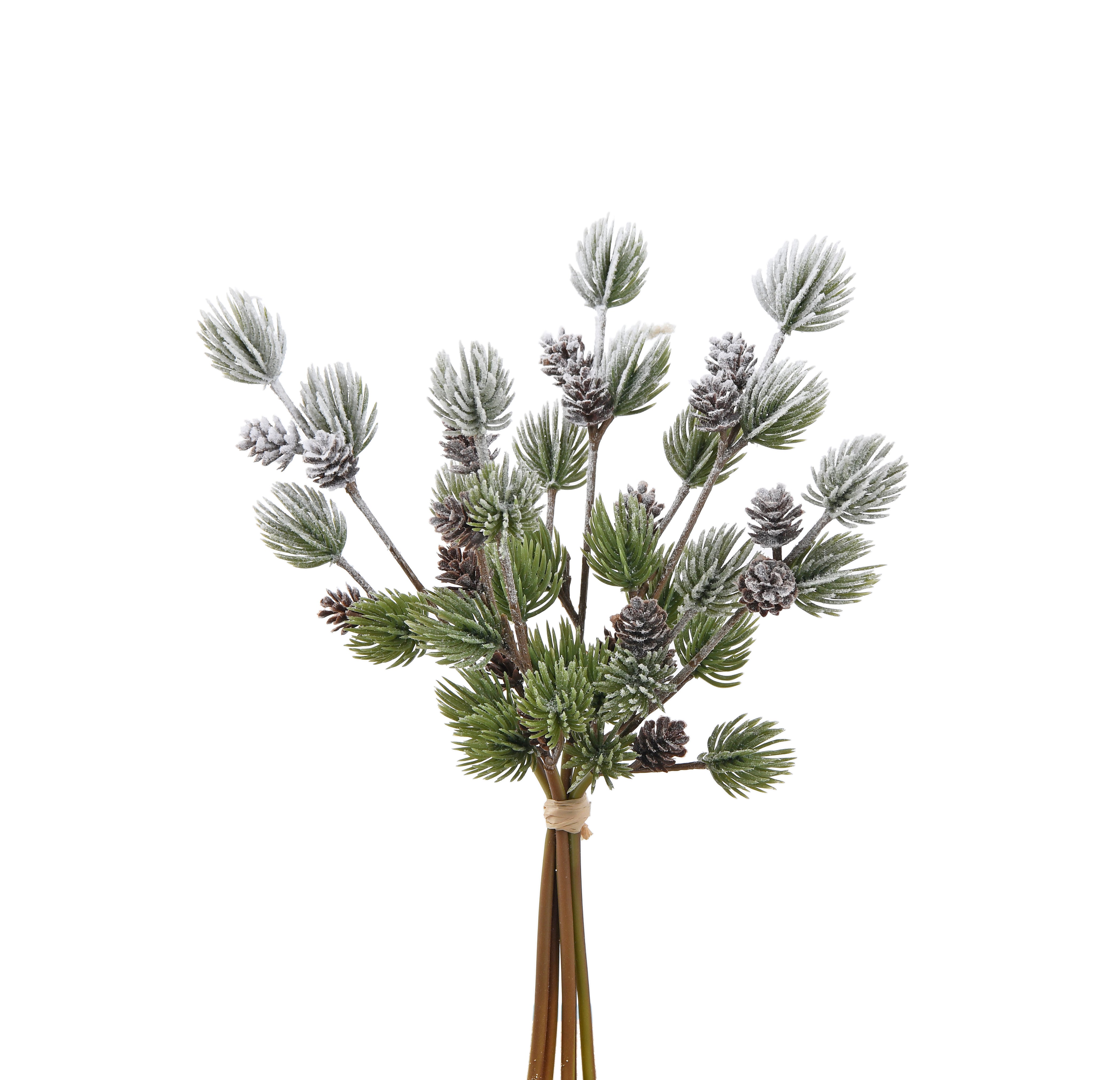 Bunch of Pine with Cone