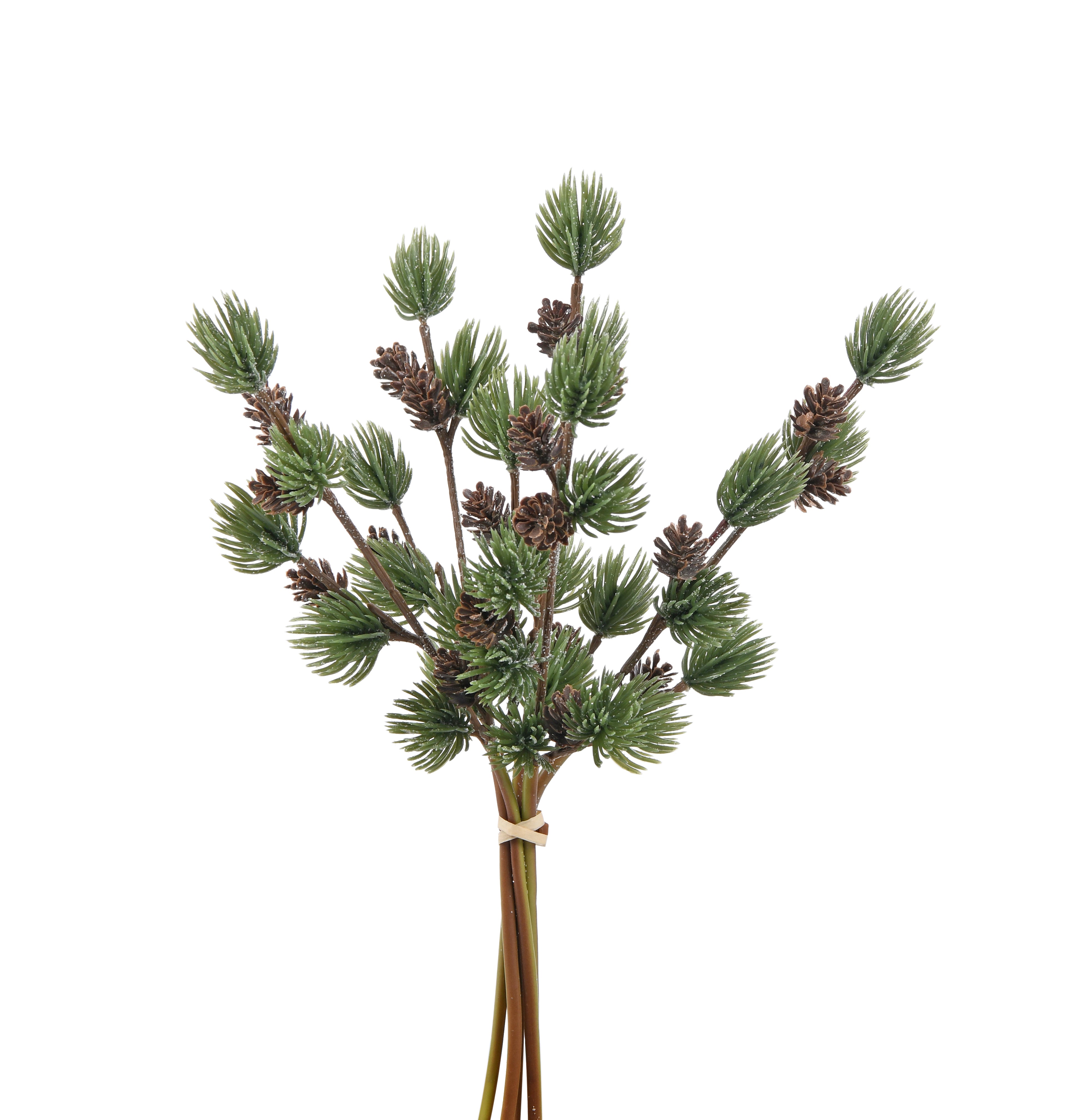 Bunch of Pine with Cone