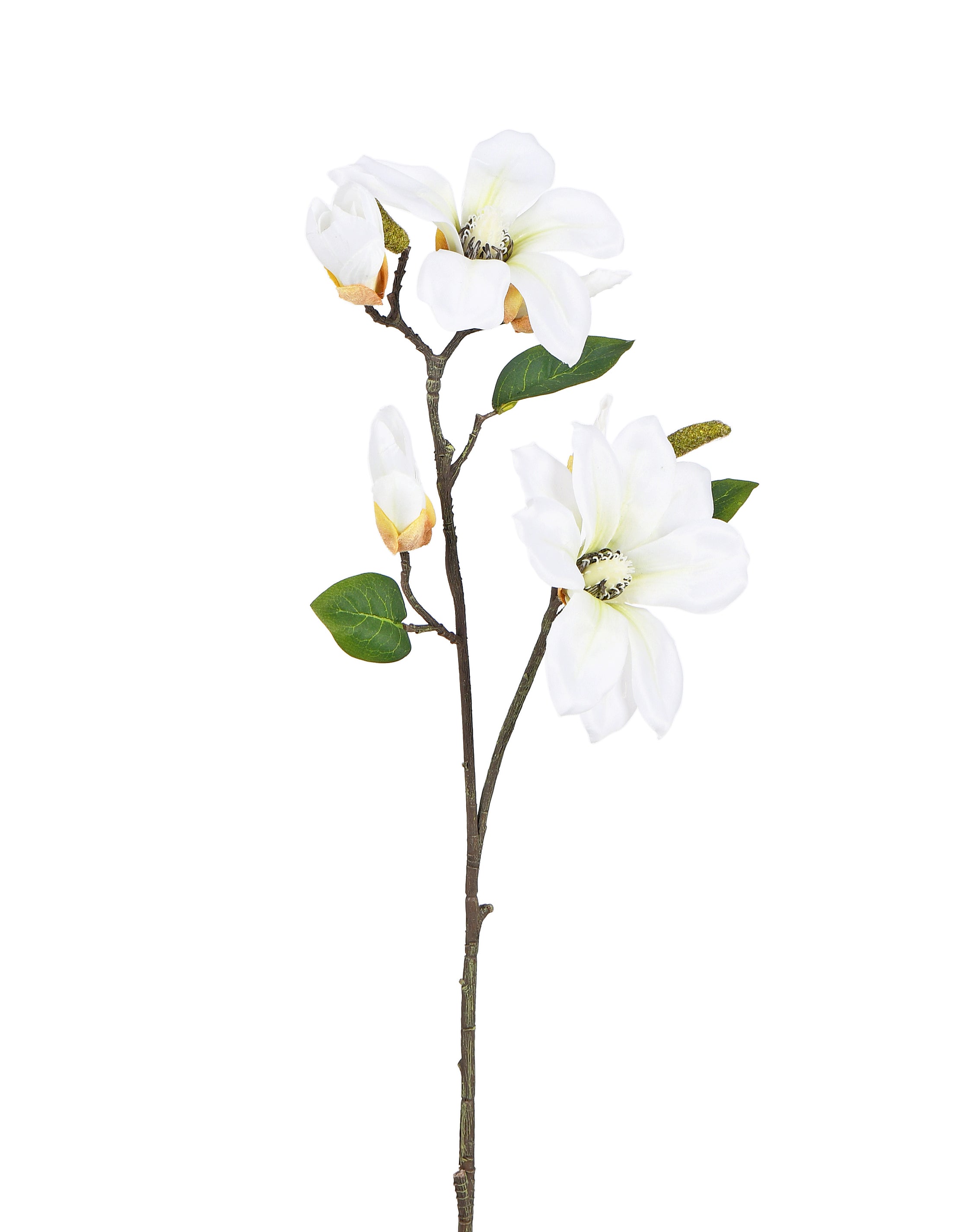 Magnolia. 80 cm
