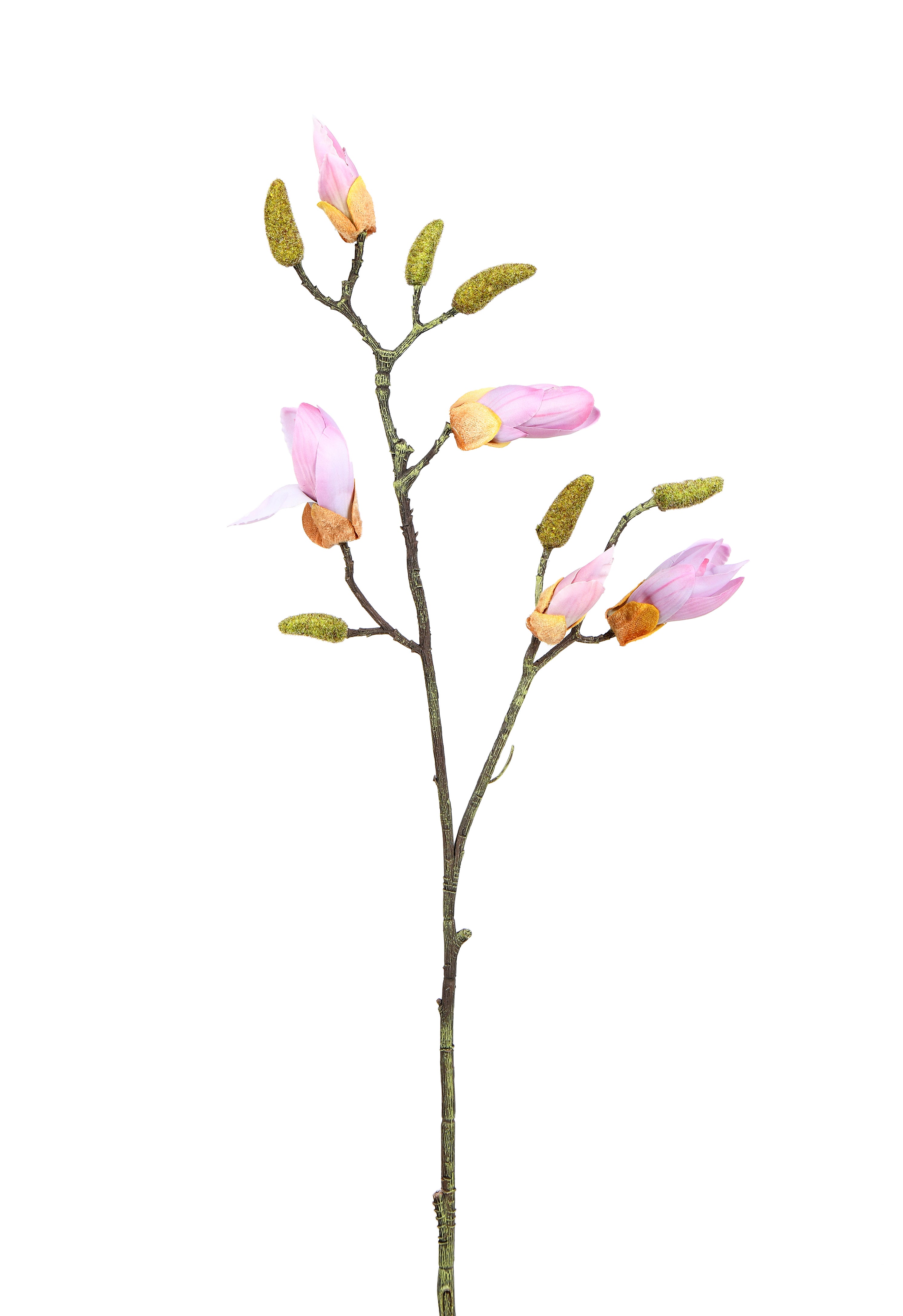 Magnolia bud stem. 80 cm