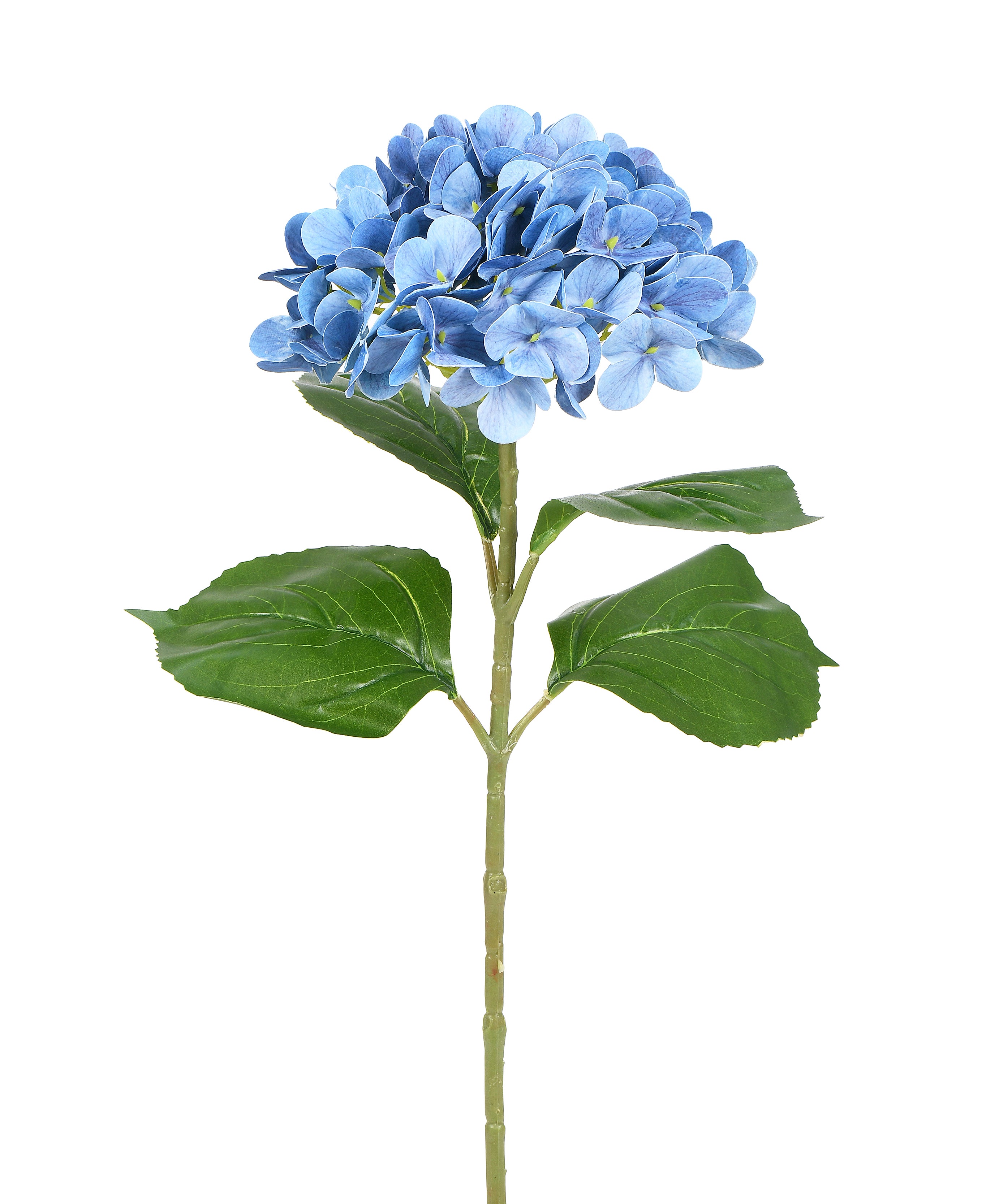 Hydrangea. 65 cm