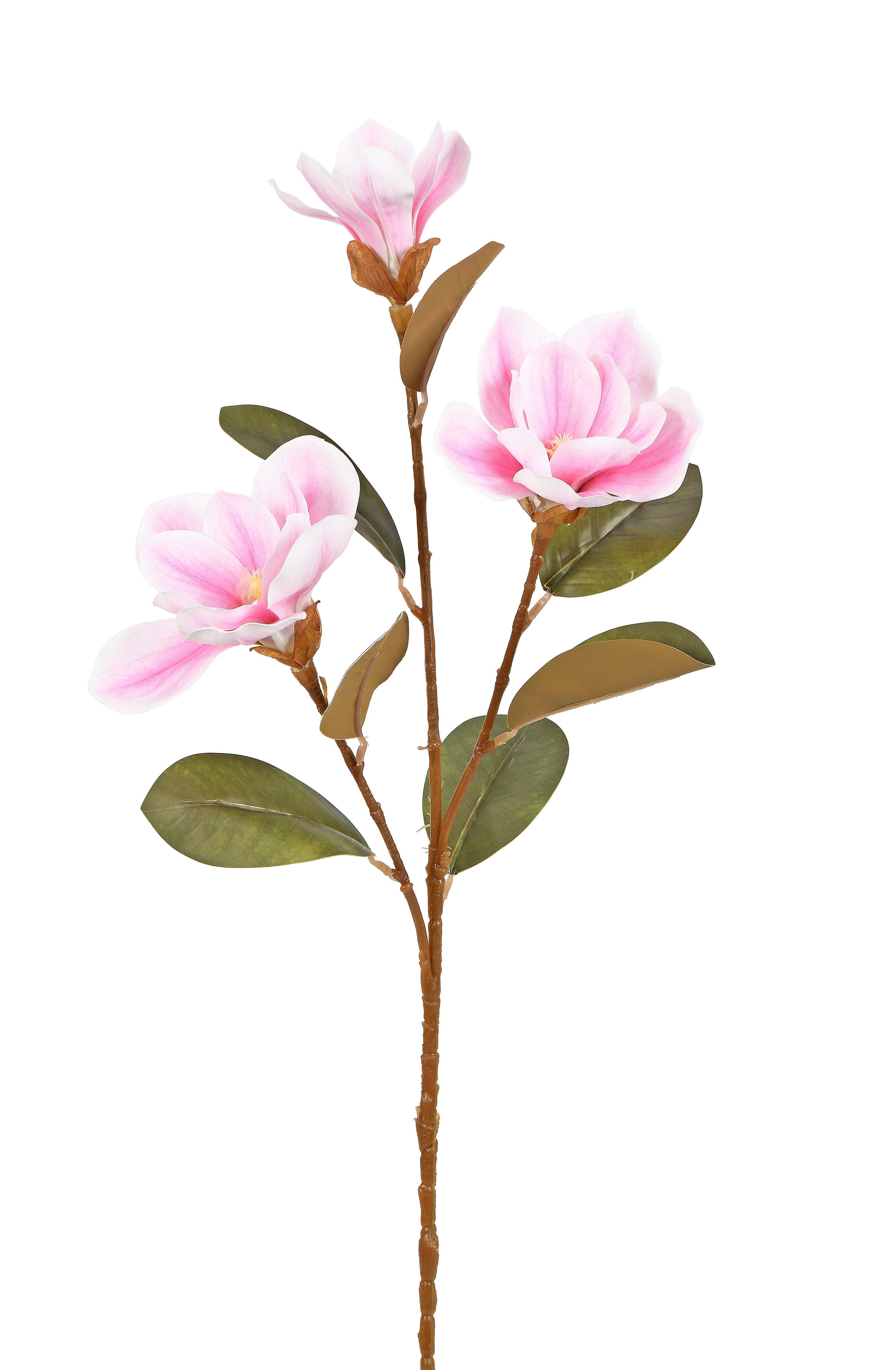 Magnolia. 76 cm