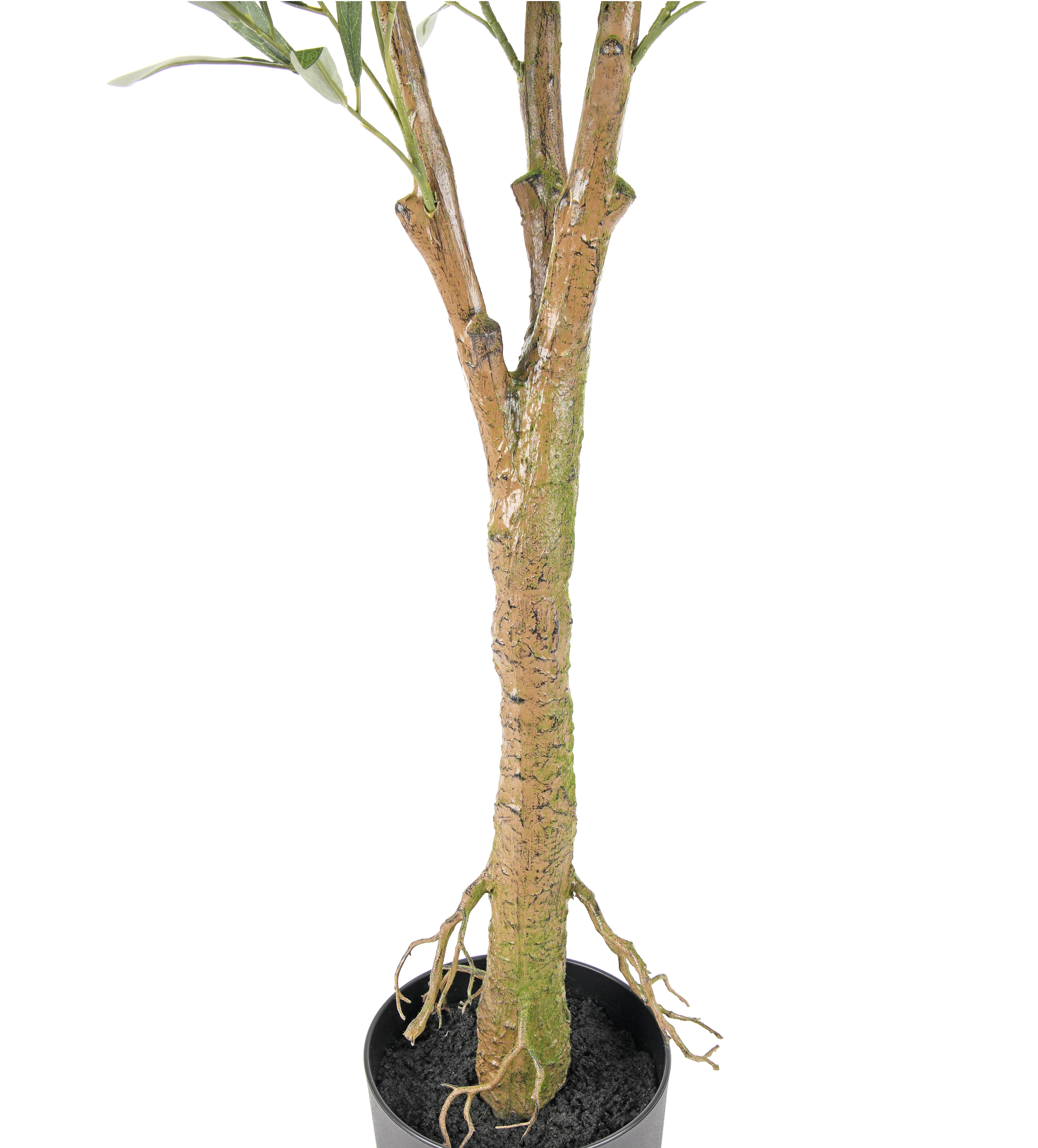 Olive Tree. 180 cm