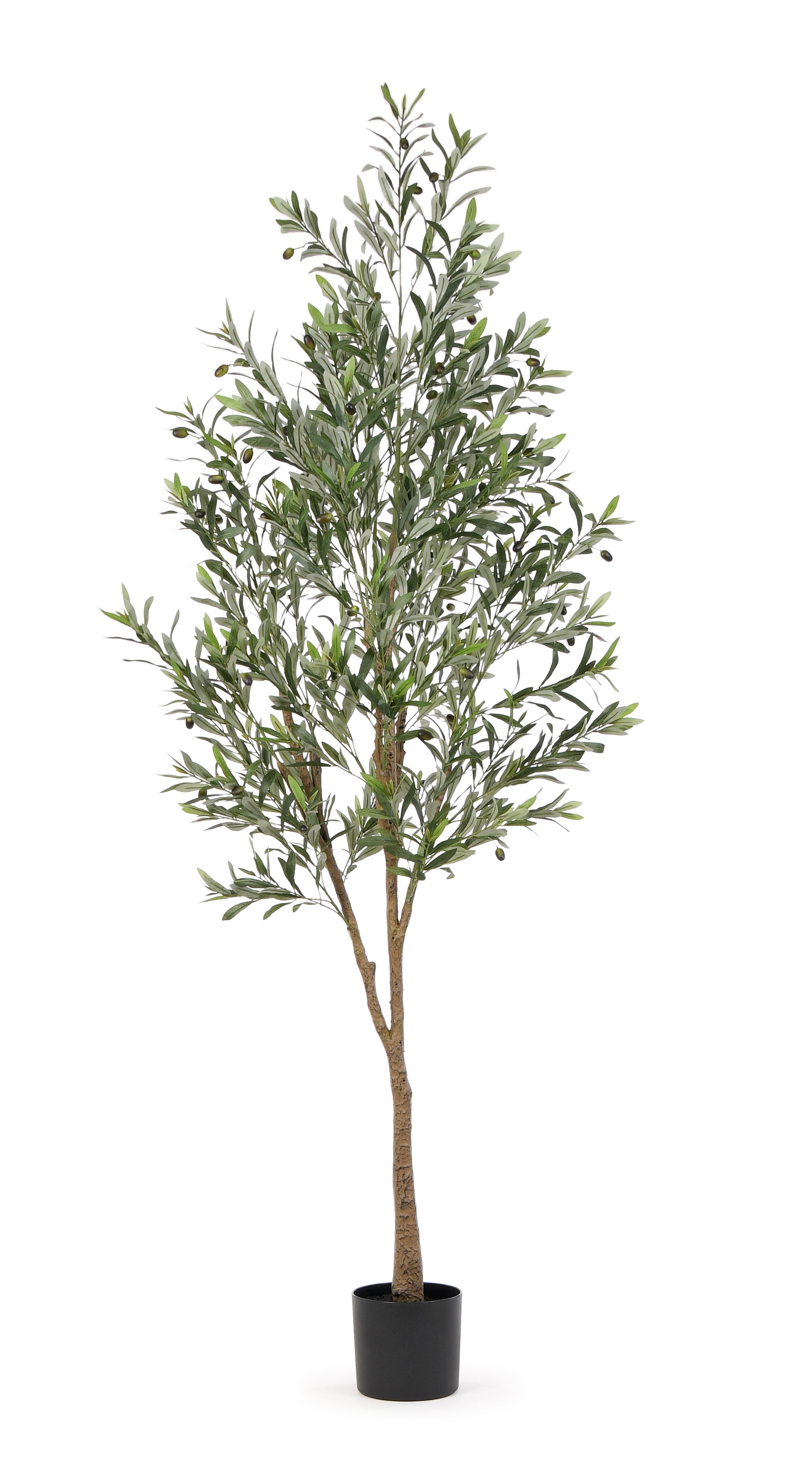 Olive Tree. 215 cm