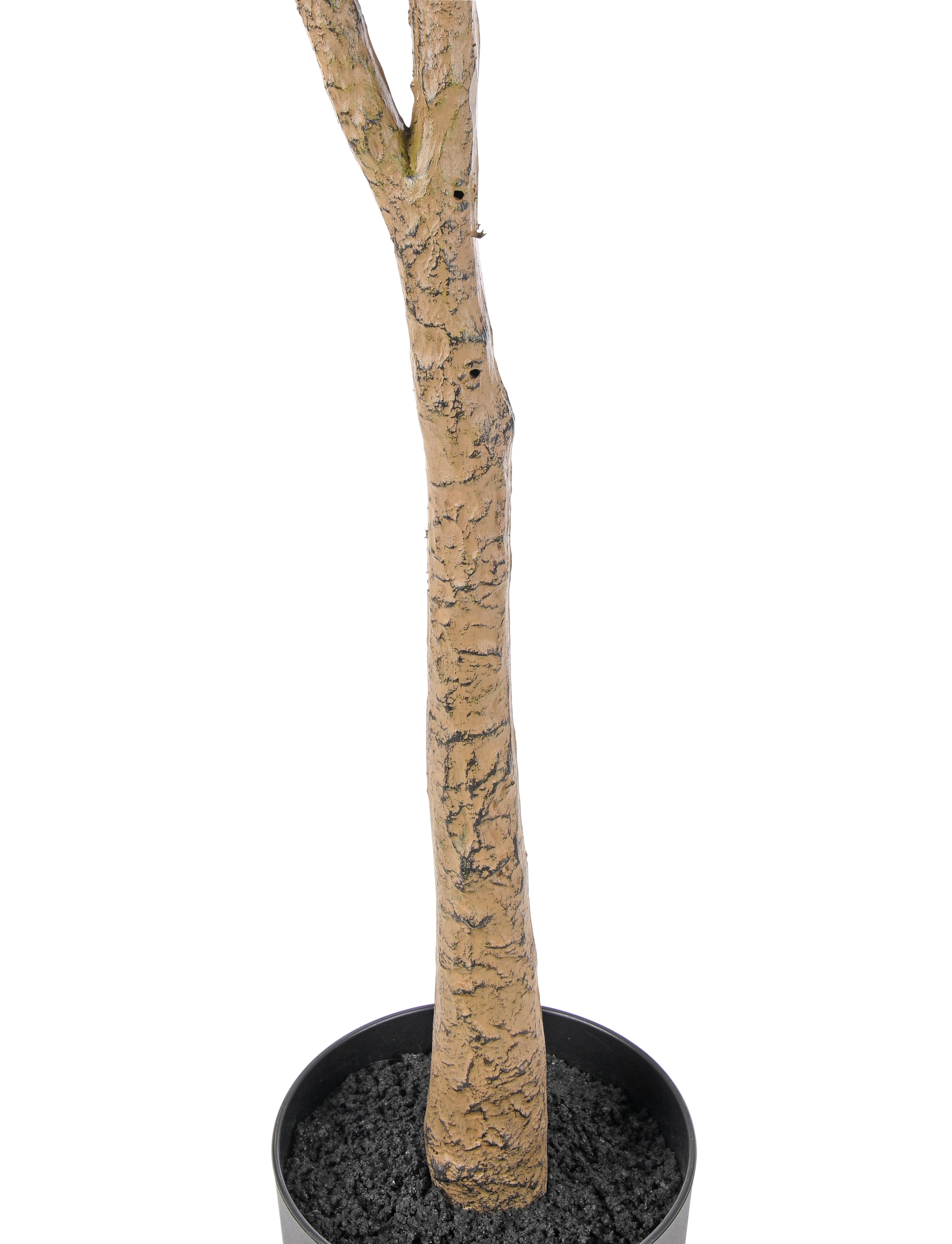 Olive Tree. 215 cm
