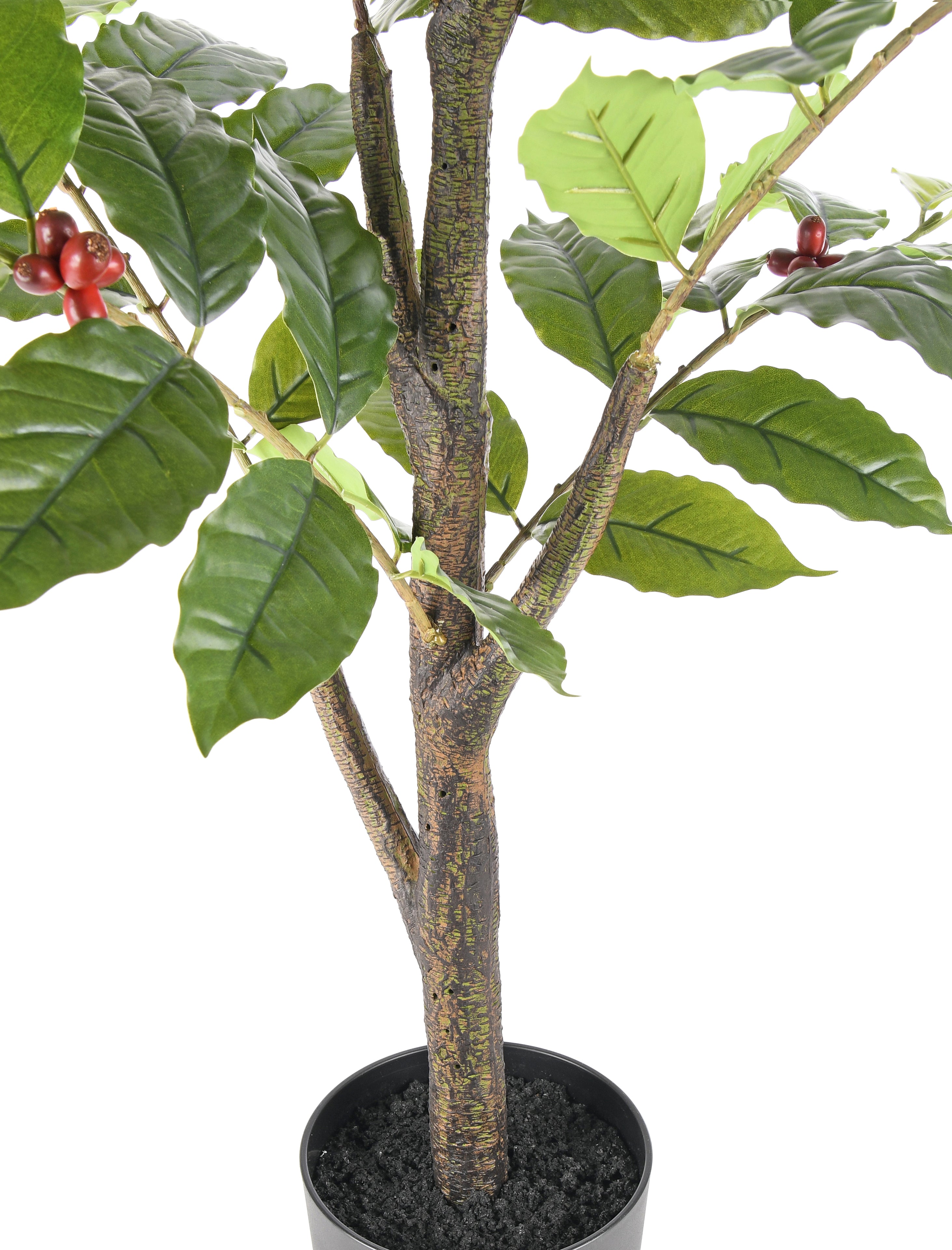 Coffee Tree. 120 cm