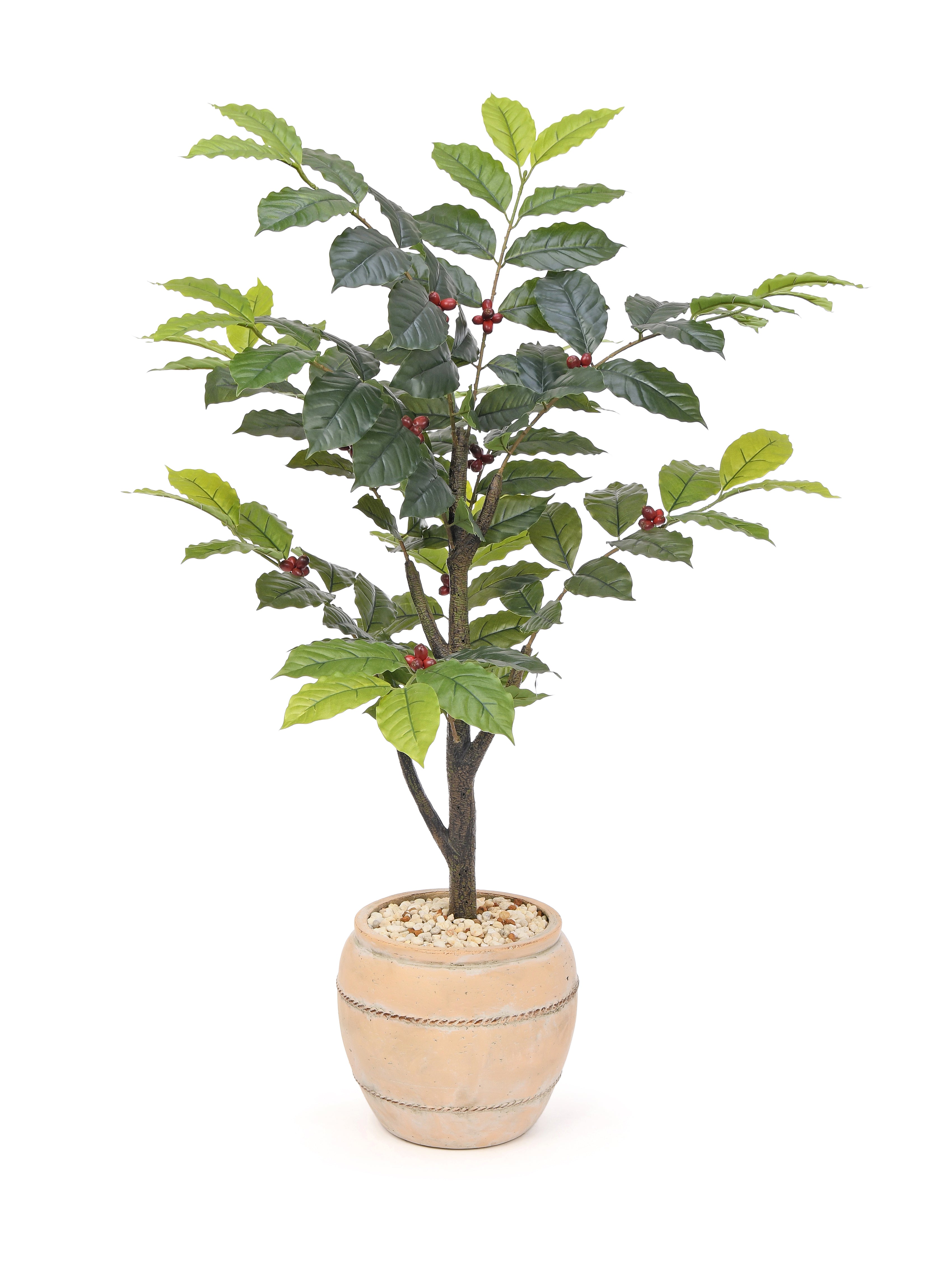 Coffee Tree. 120 cm