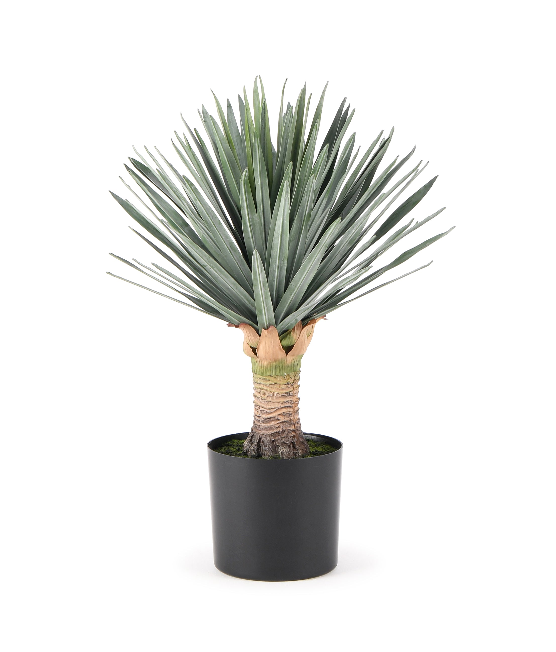 Yucca Palm. 45 cm