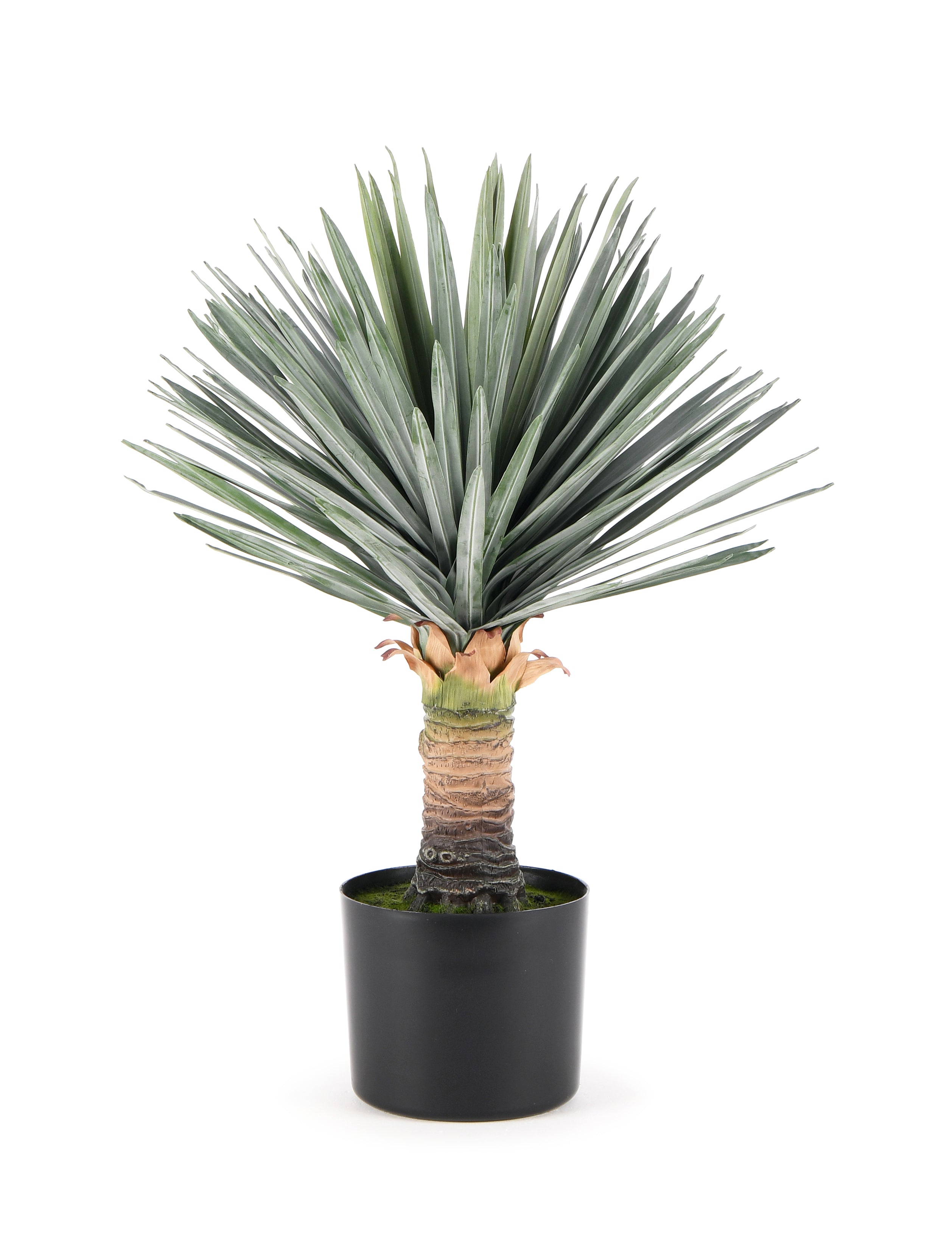 Yucca Palm. 60 cm
