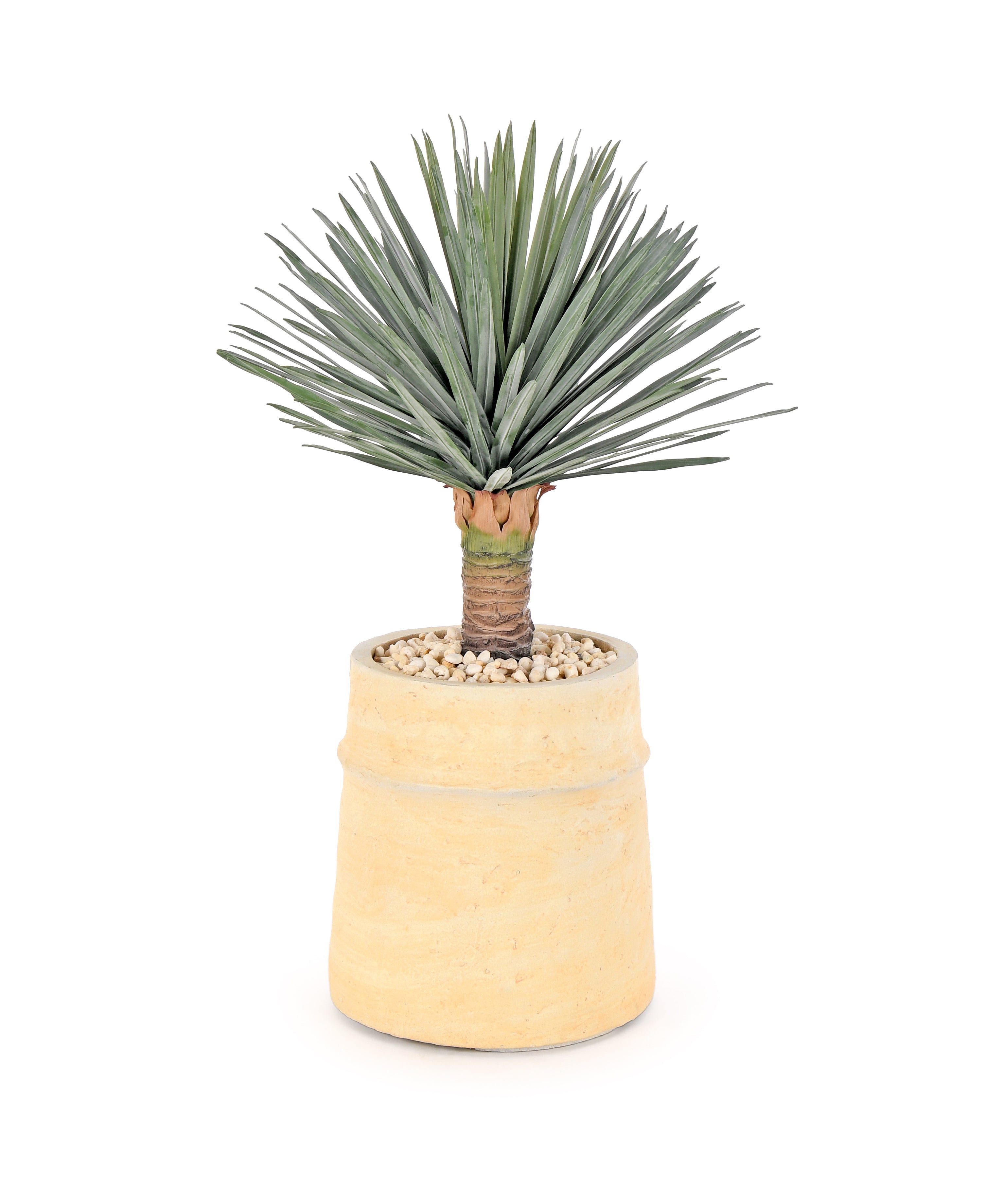 Yucca Palm. 60 cm