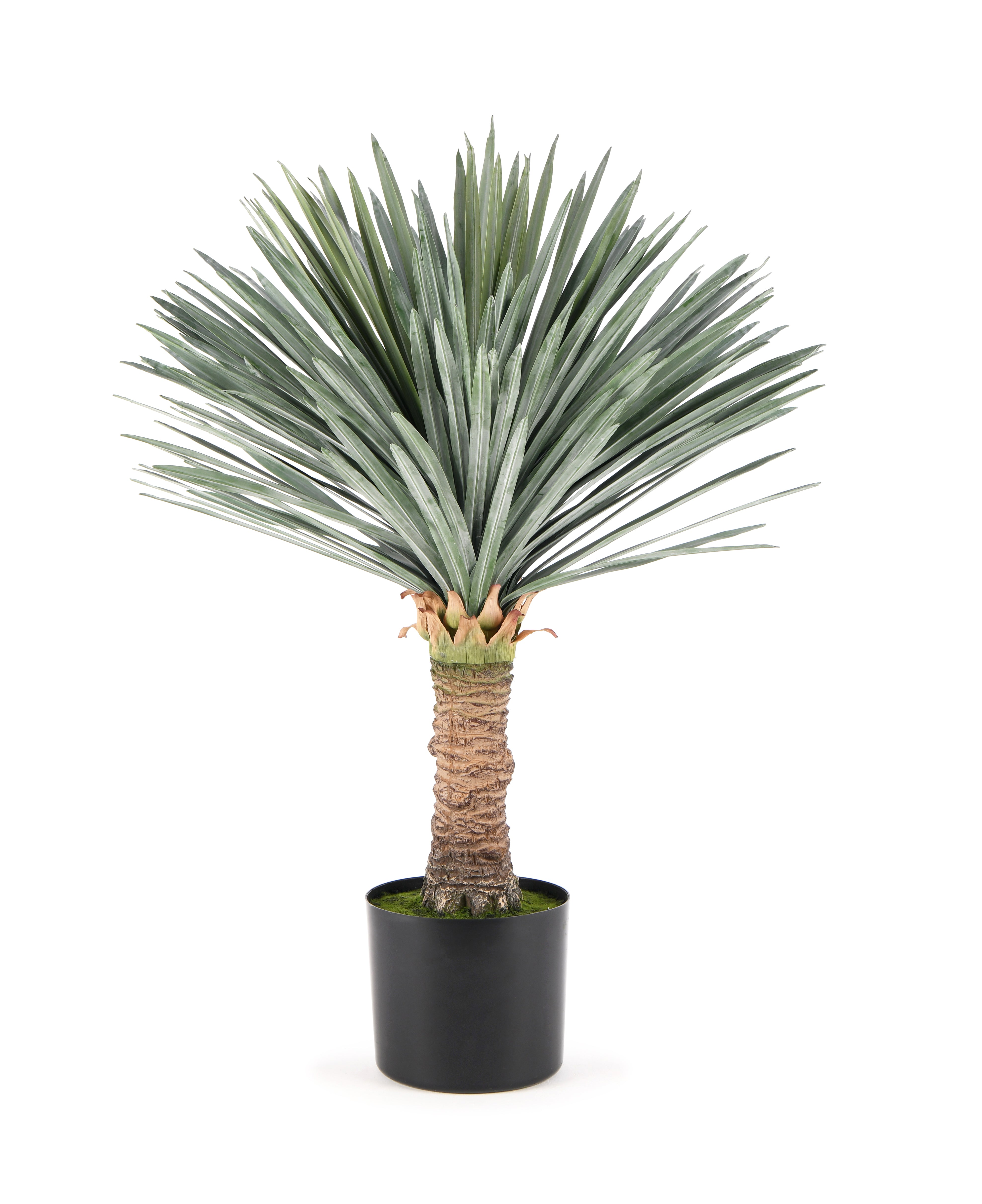 Yucca Palm. 80 cm