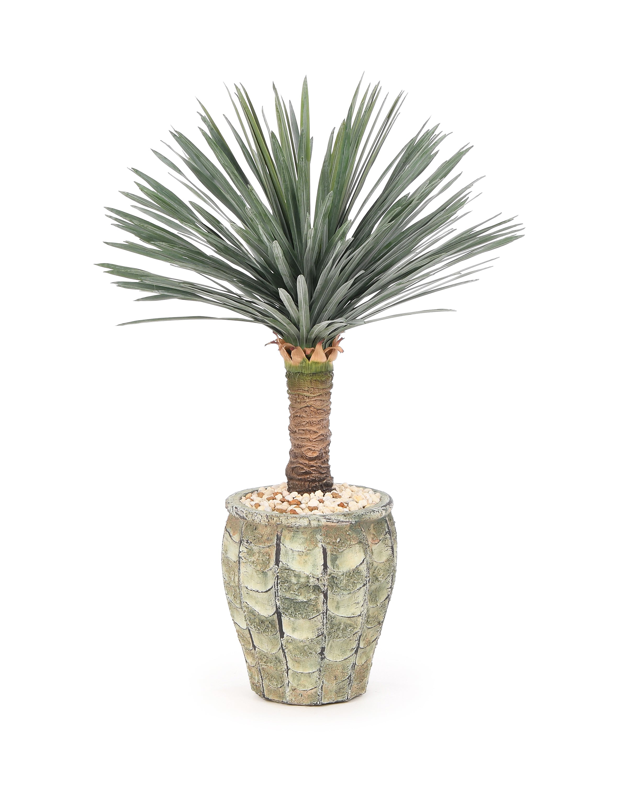 Yucca Palm. 80 cm
