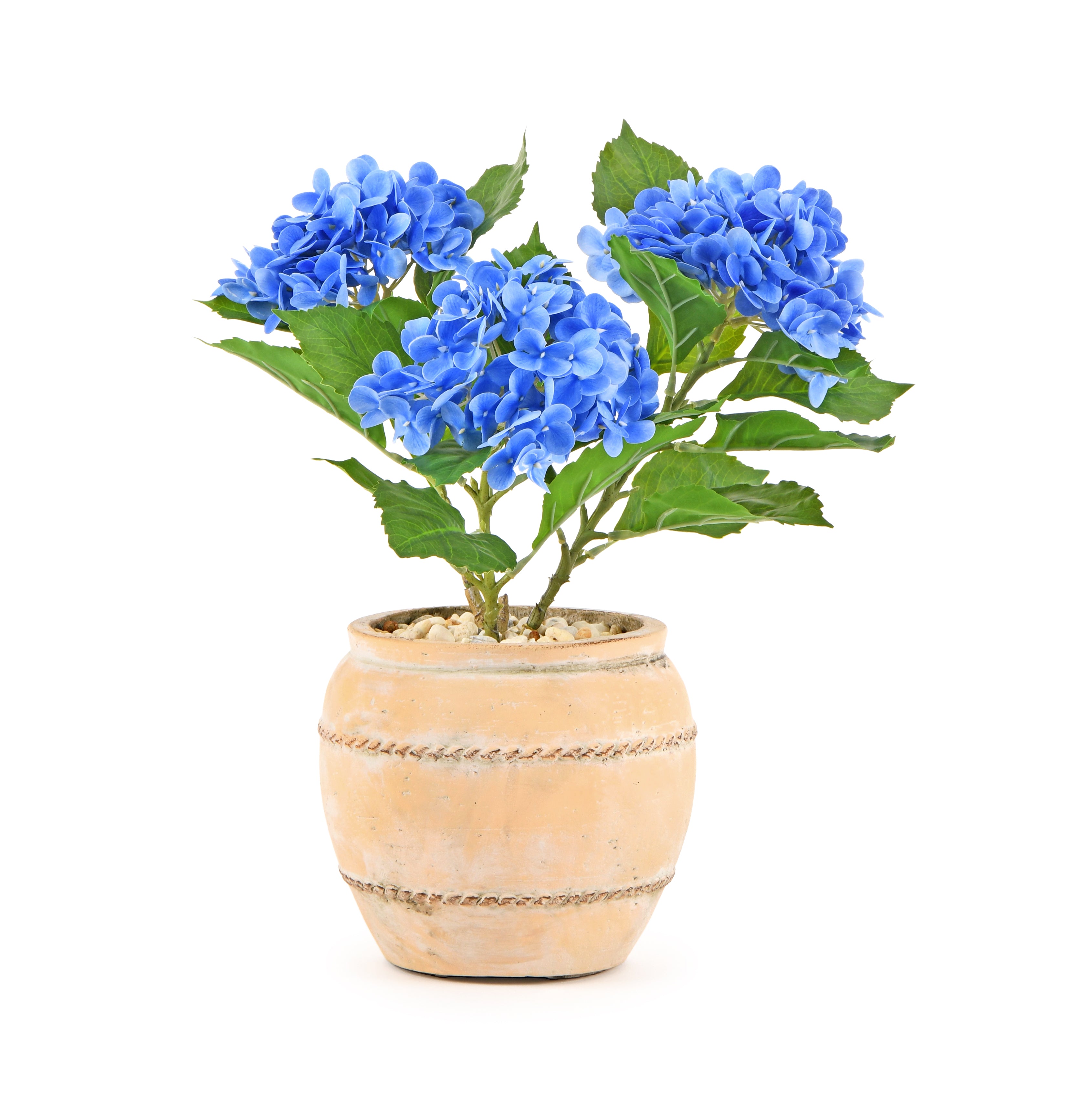 Hydrangea in Pot. 40 cm