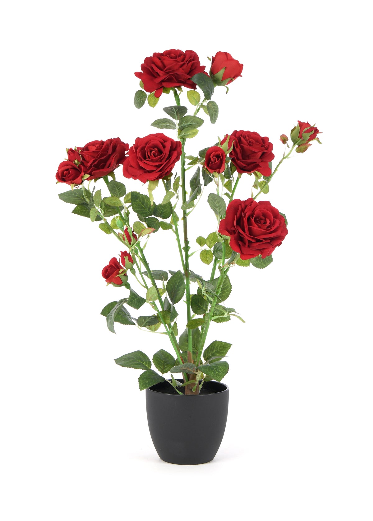 Rose in Pot. 15 heads
