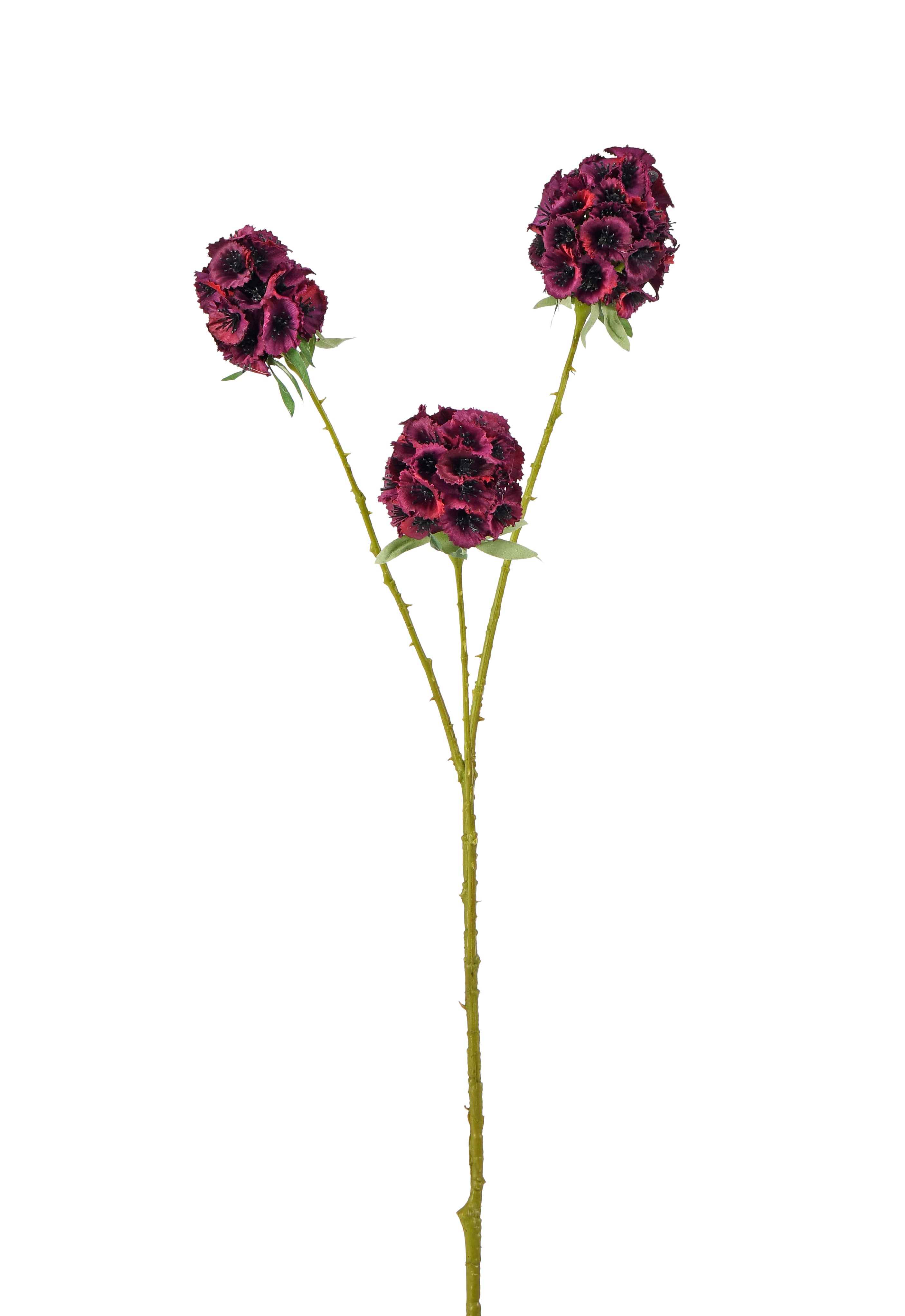 Starflower. 71 cm