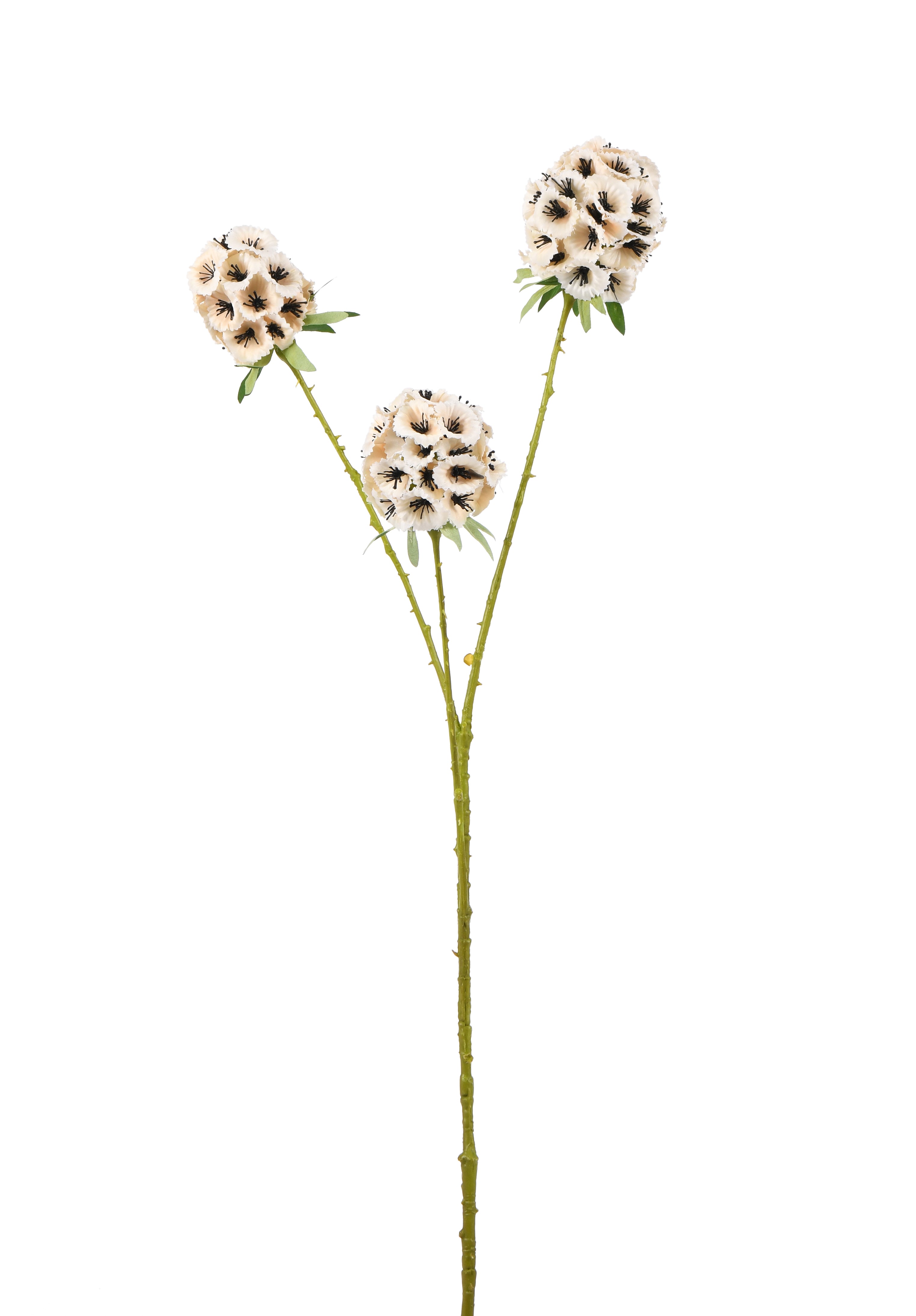 Starflower. 71 cm