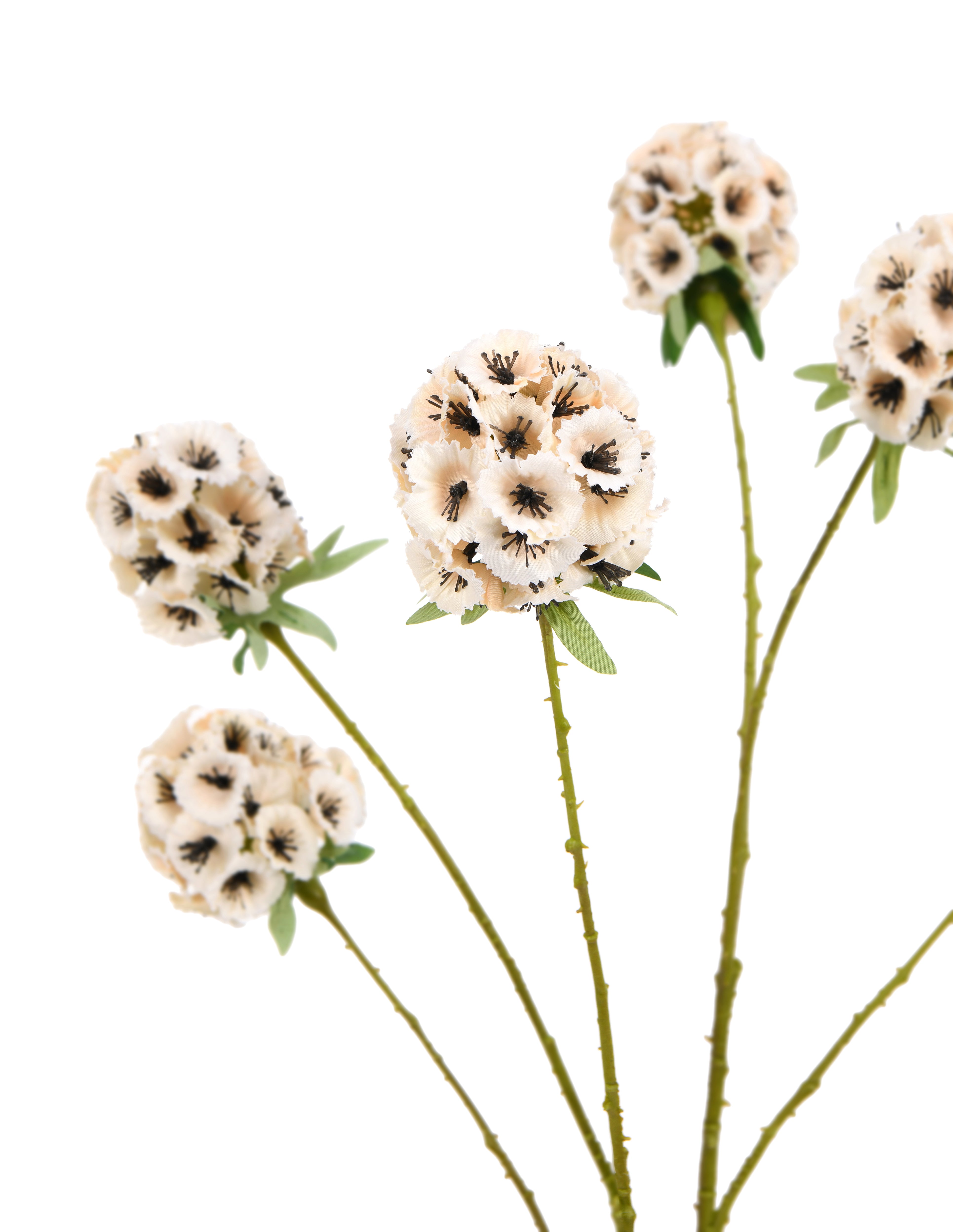 Starflower. 71 cm