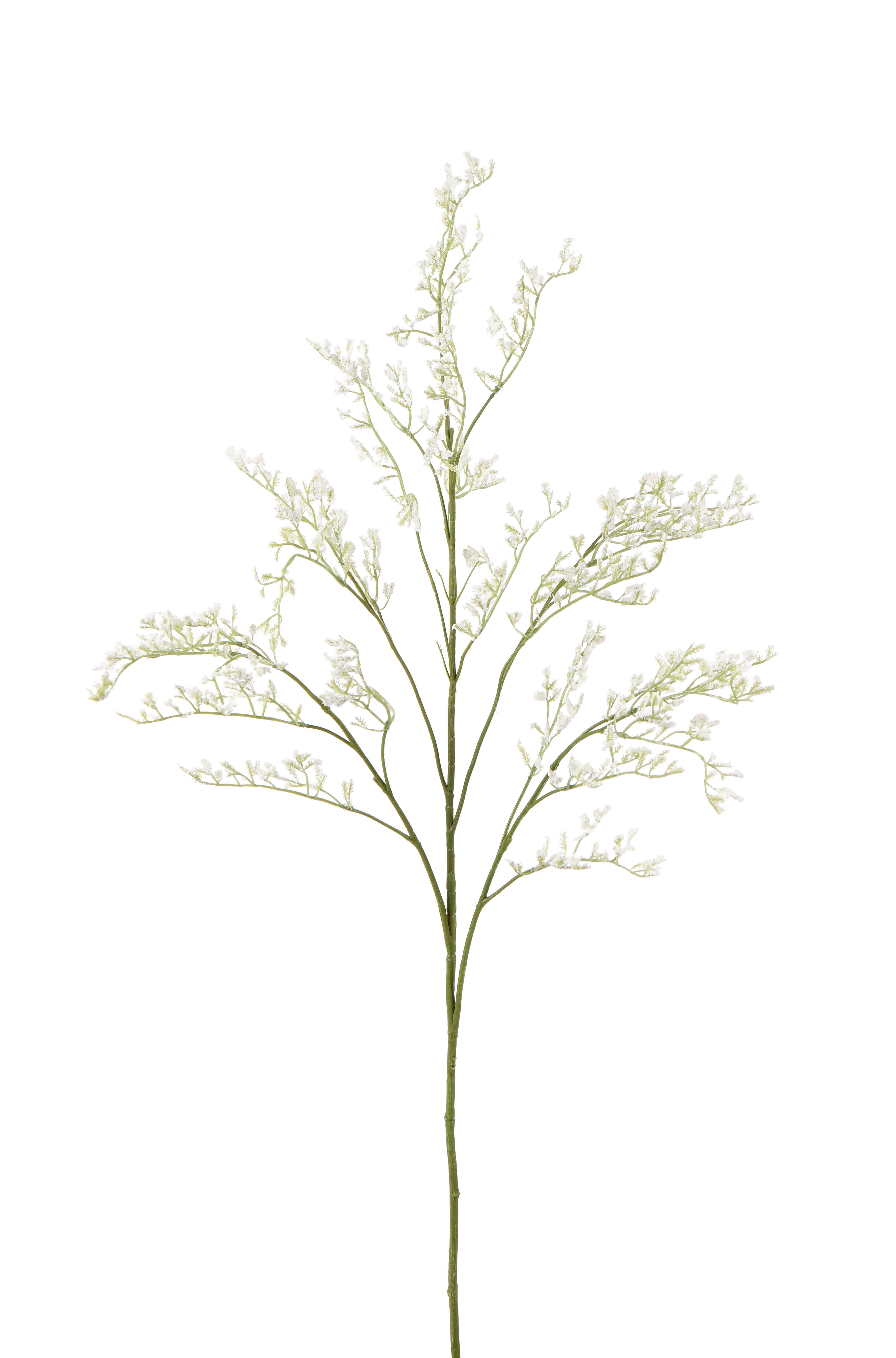 Lovegrass. 82 cm