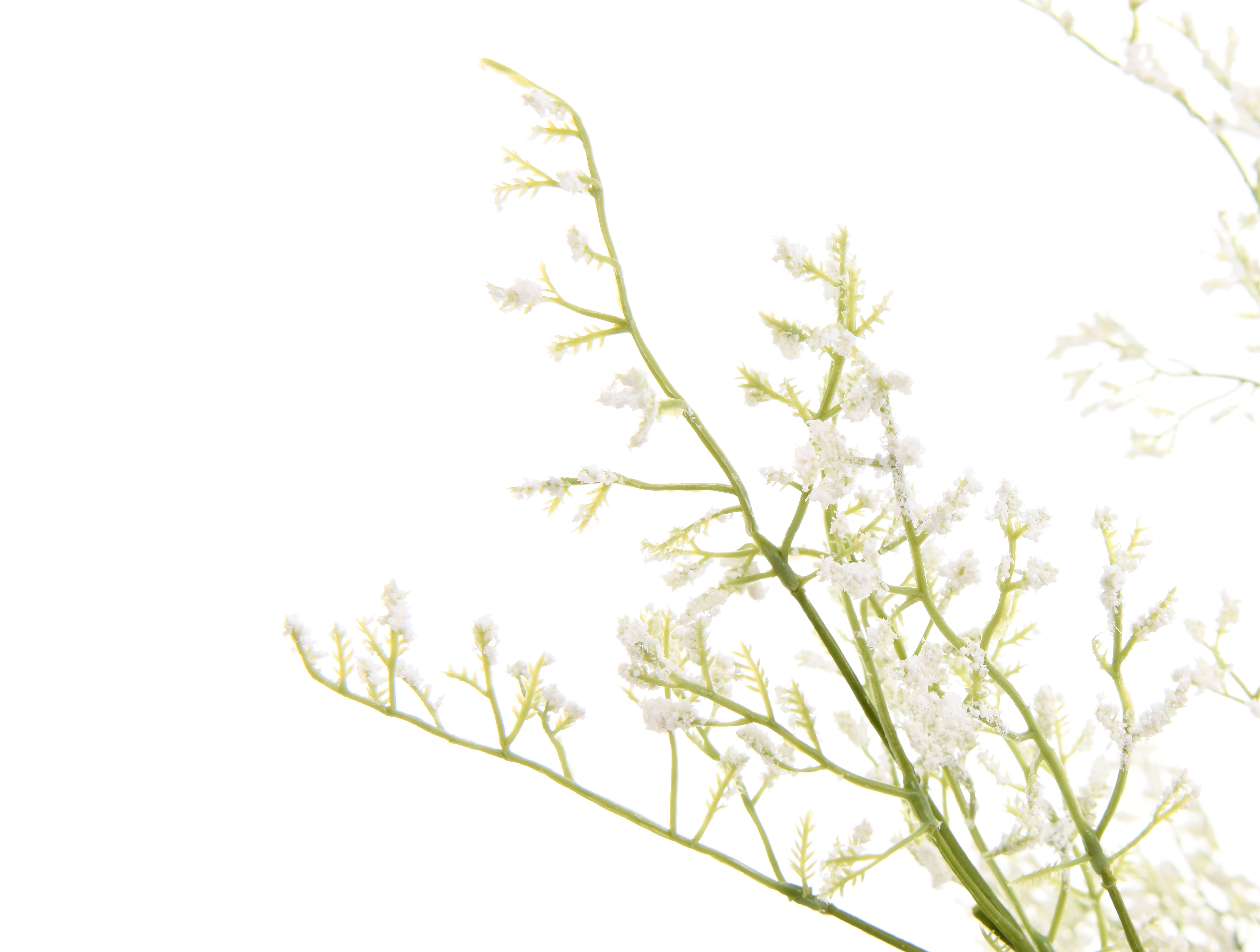 Lovegrass. 82 cm