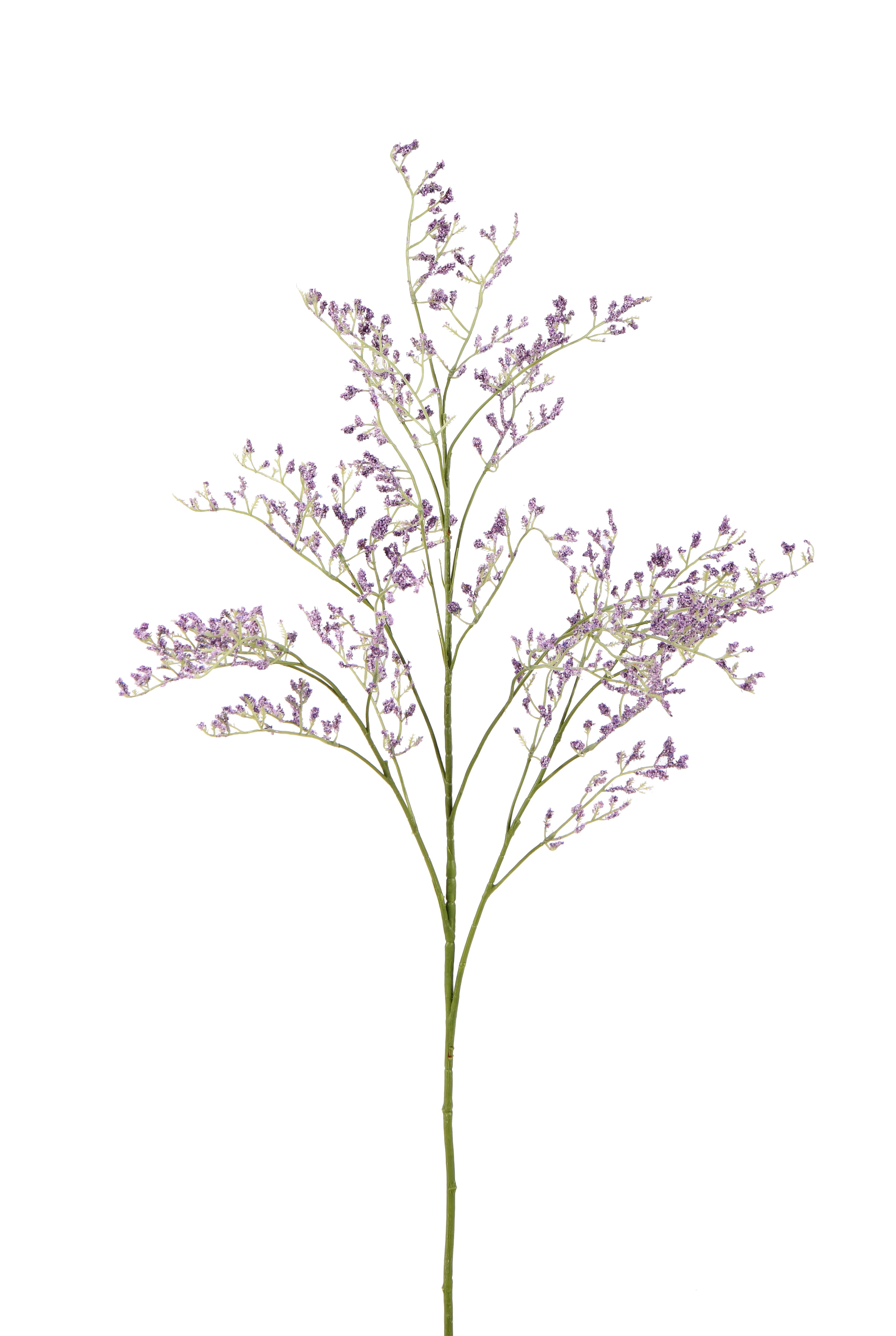 Lovegrass. 82 cm