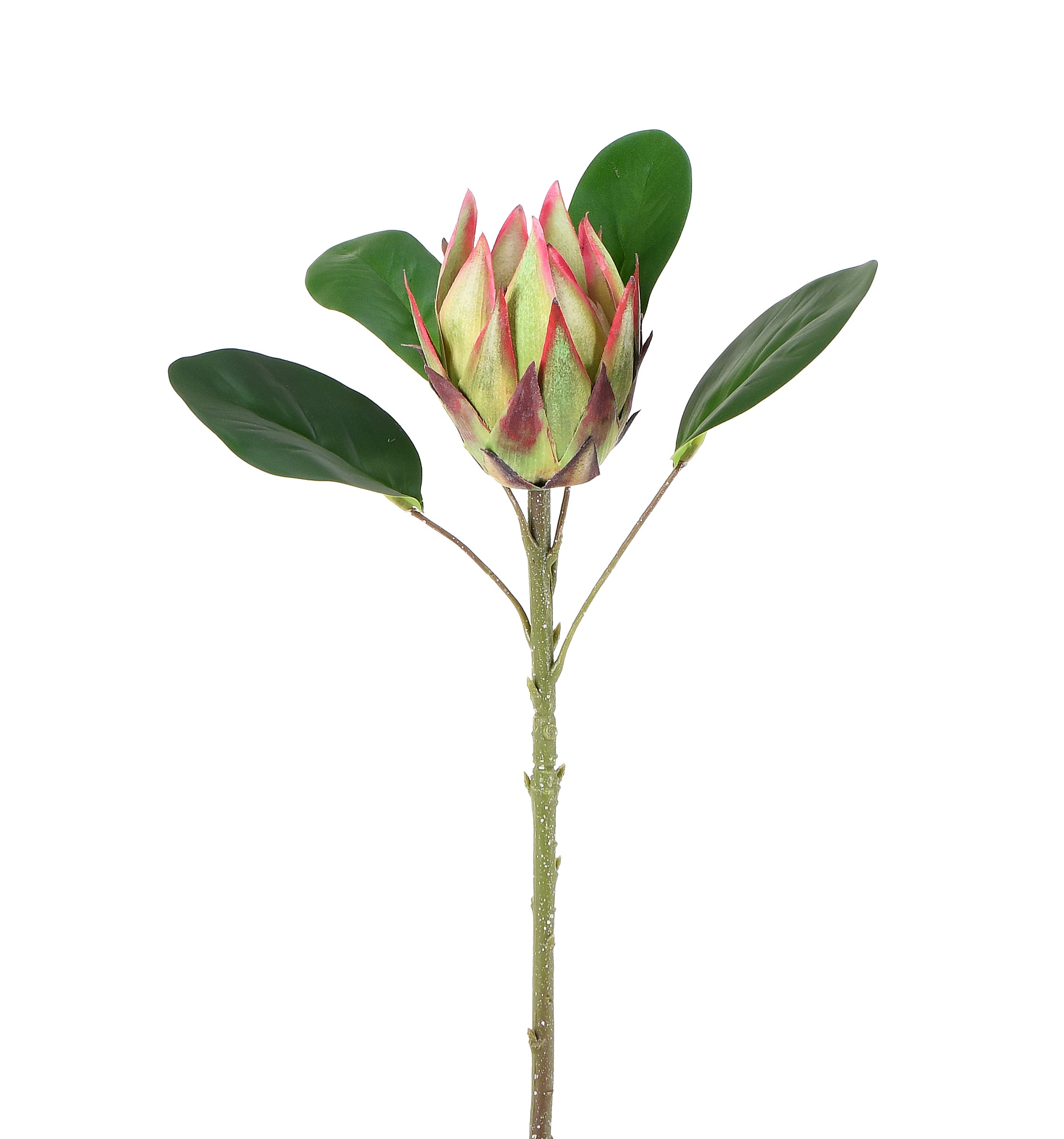 Artichoke. 53 cm