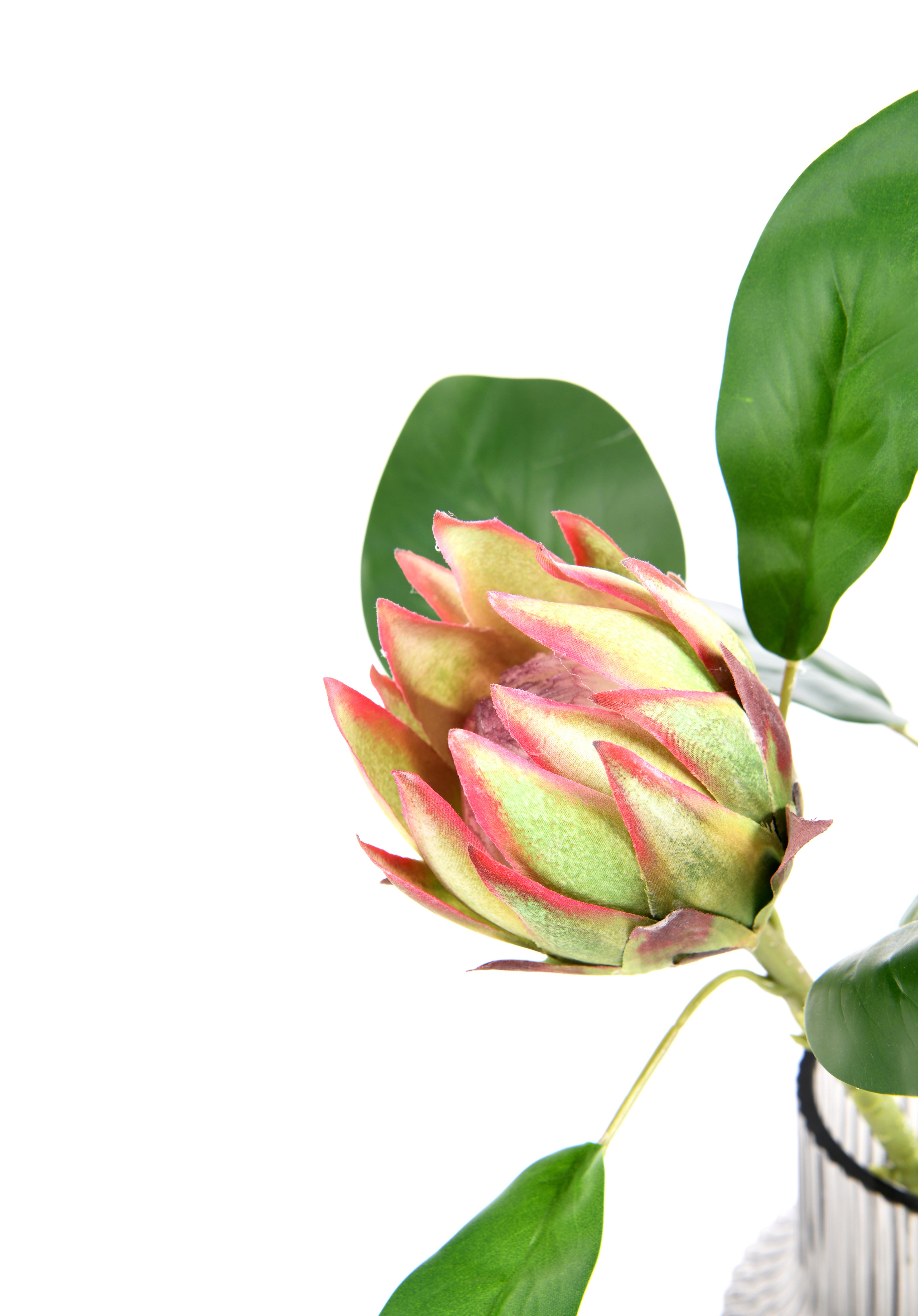 Artichoke. 53 cm
