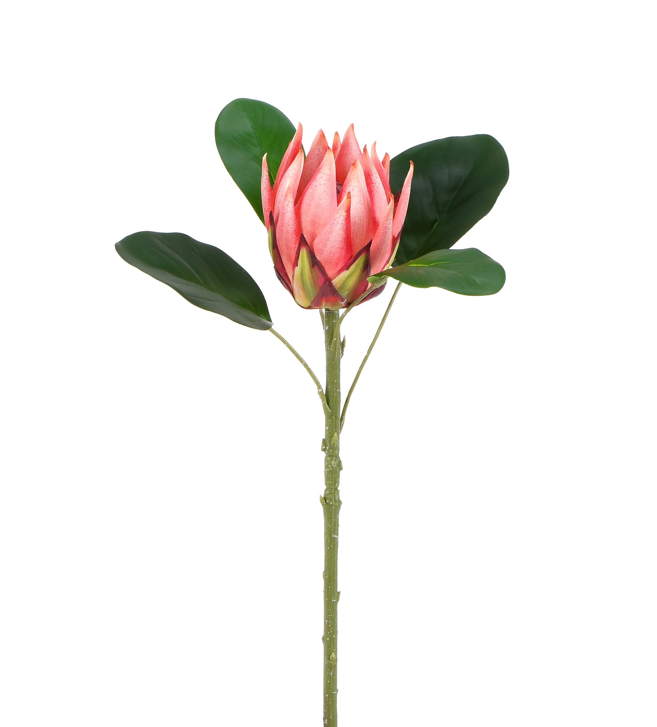 Artichoke. 53 cm
