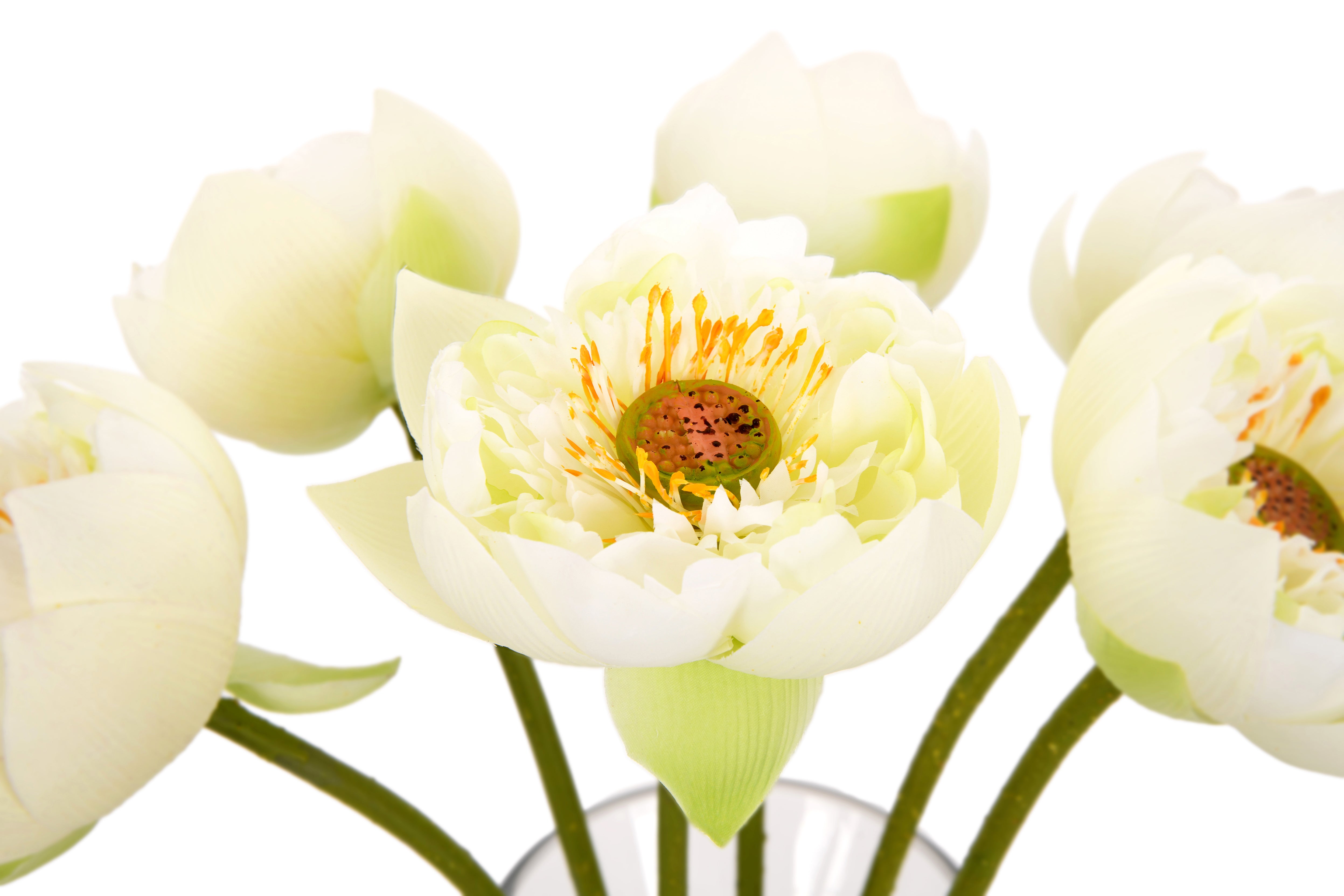 Lotus. 67 cm