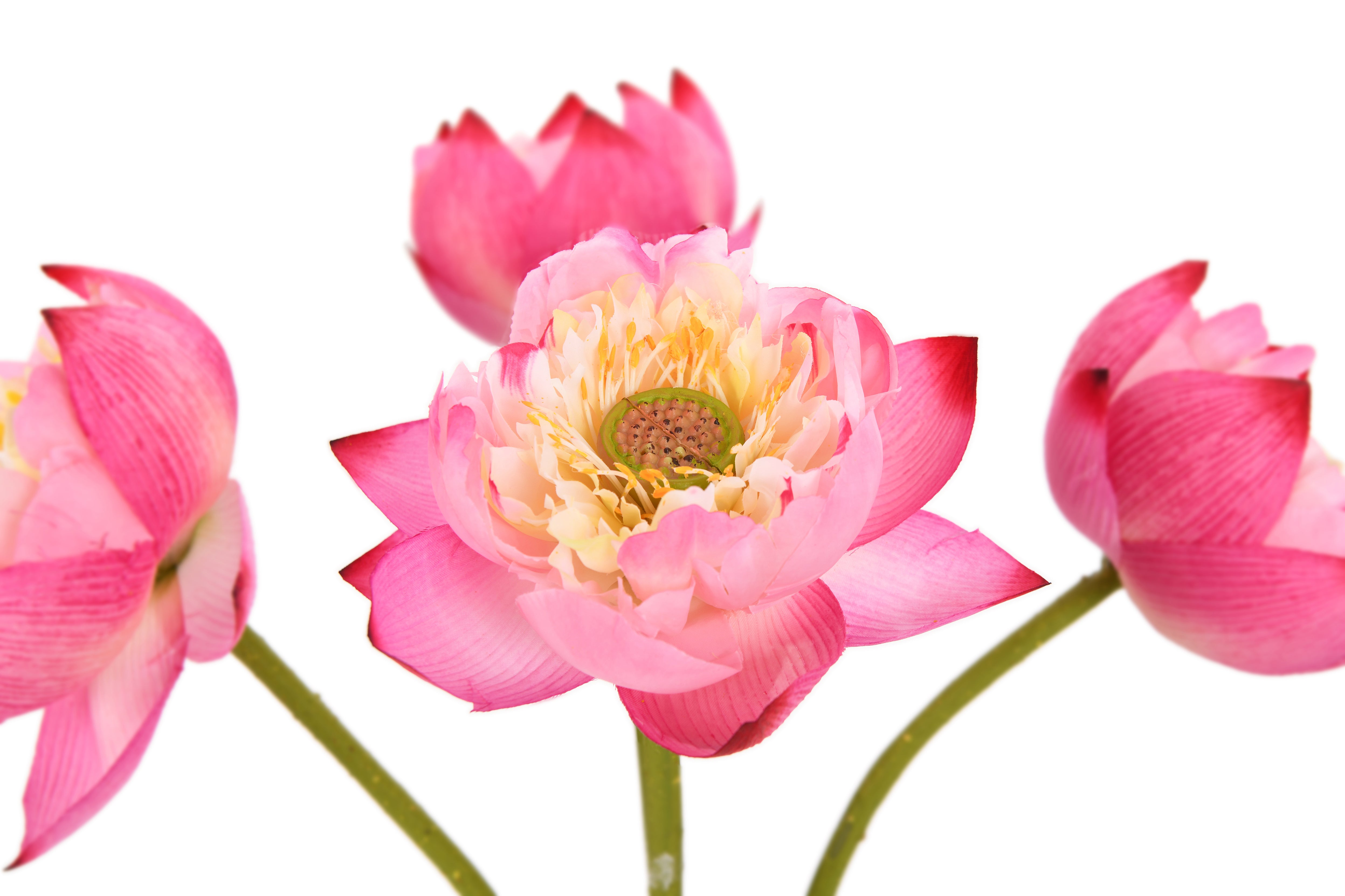 Lotus. 67 cm