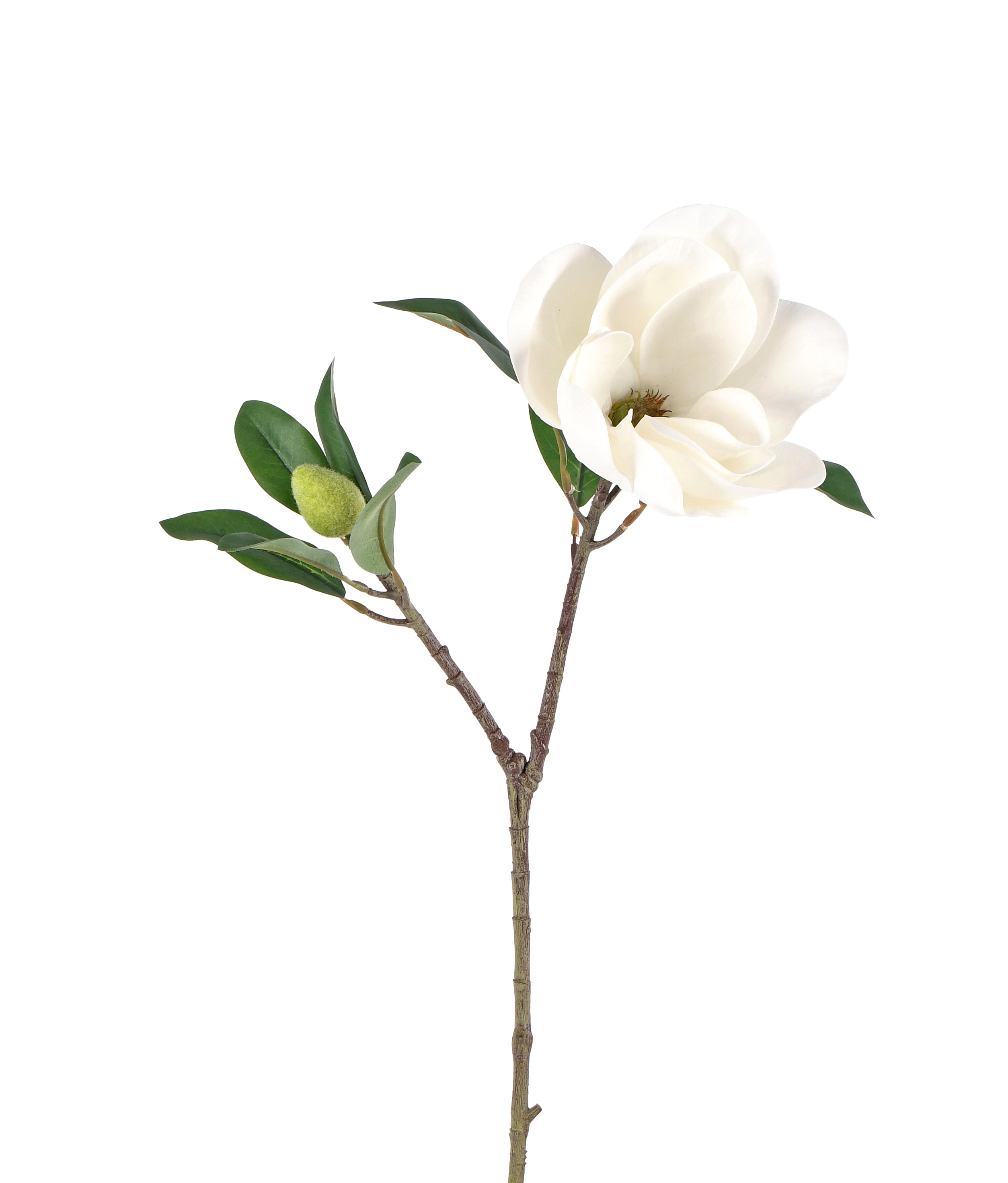 Magnolia. 65 cm