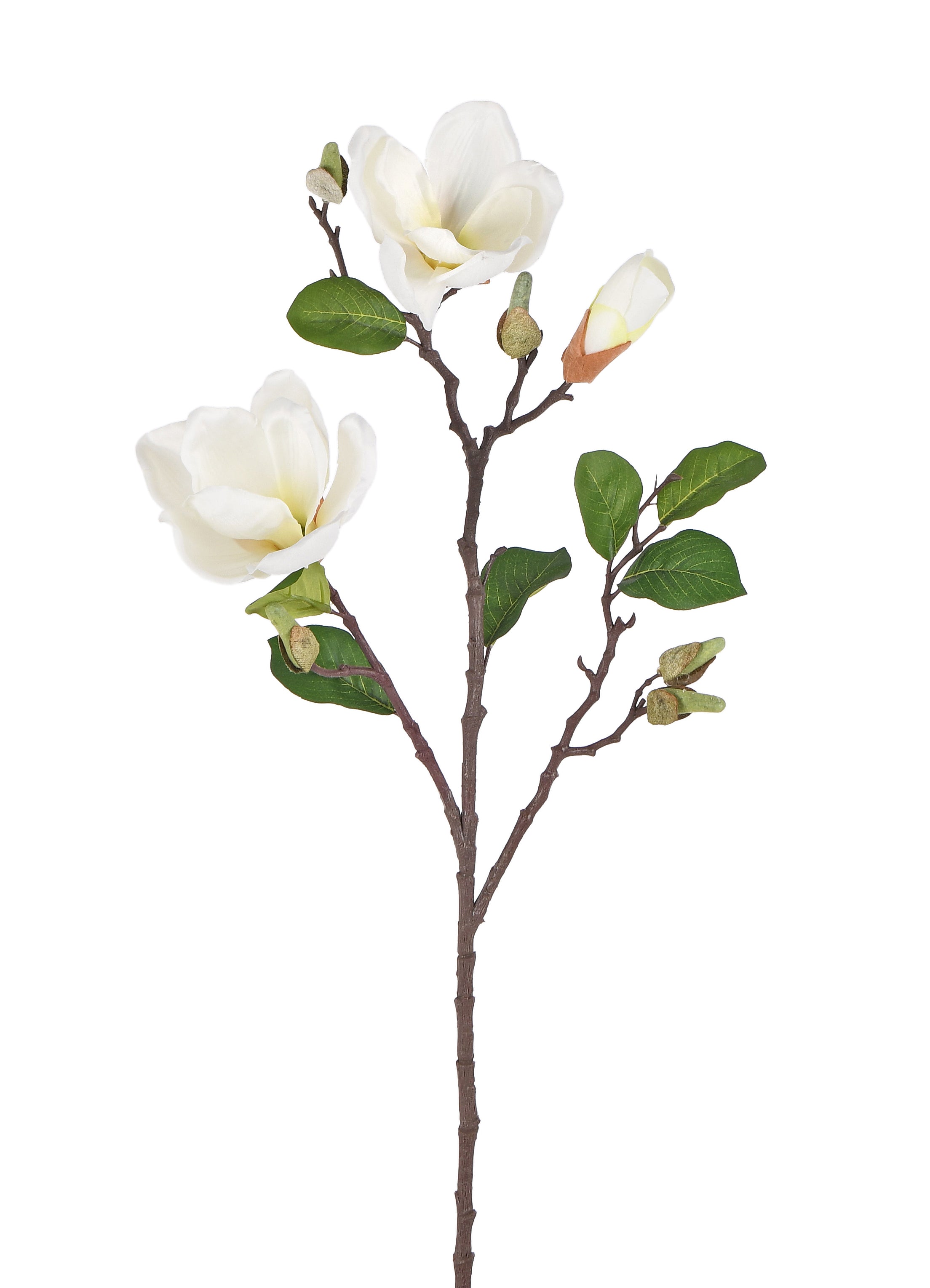 Magnolia. 71 cm