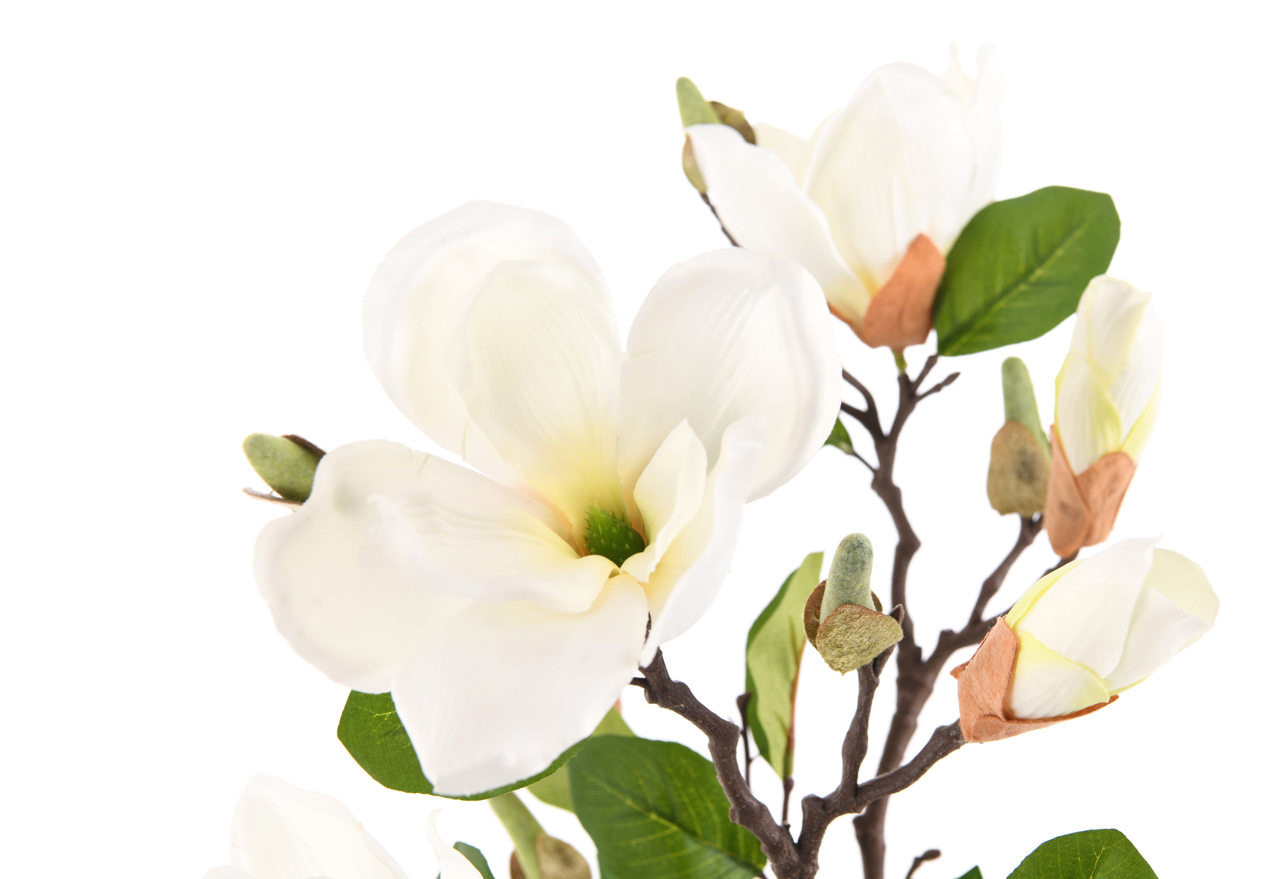 Magnolia. 71 cm