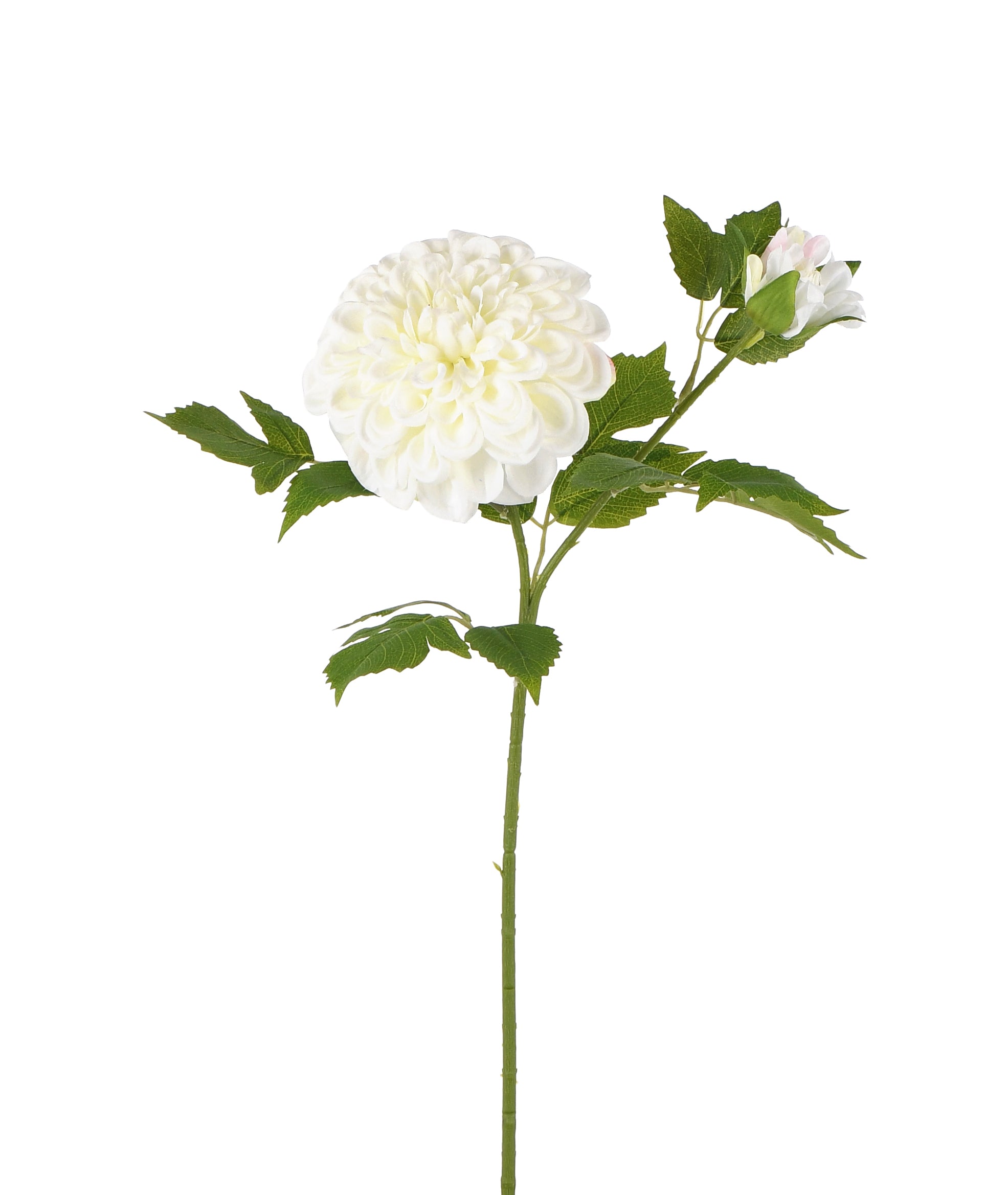 Dahlia. 56 cm
