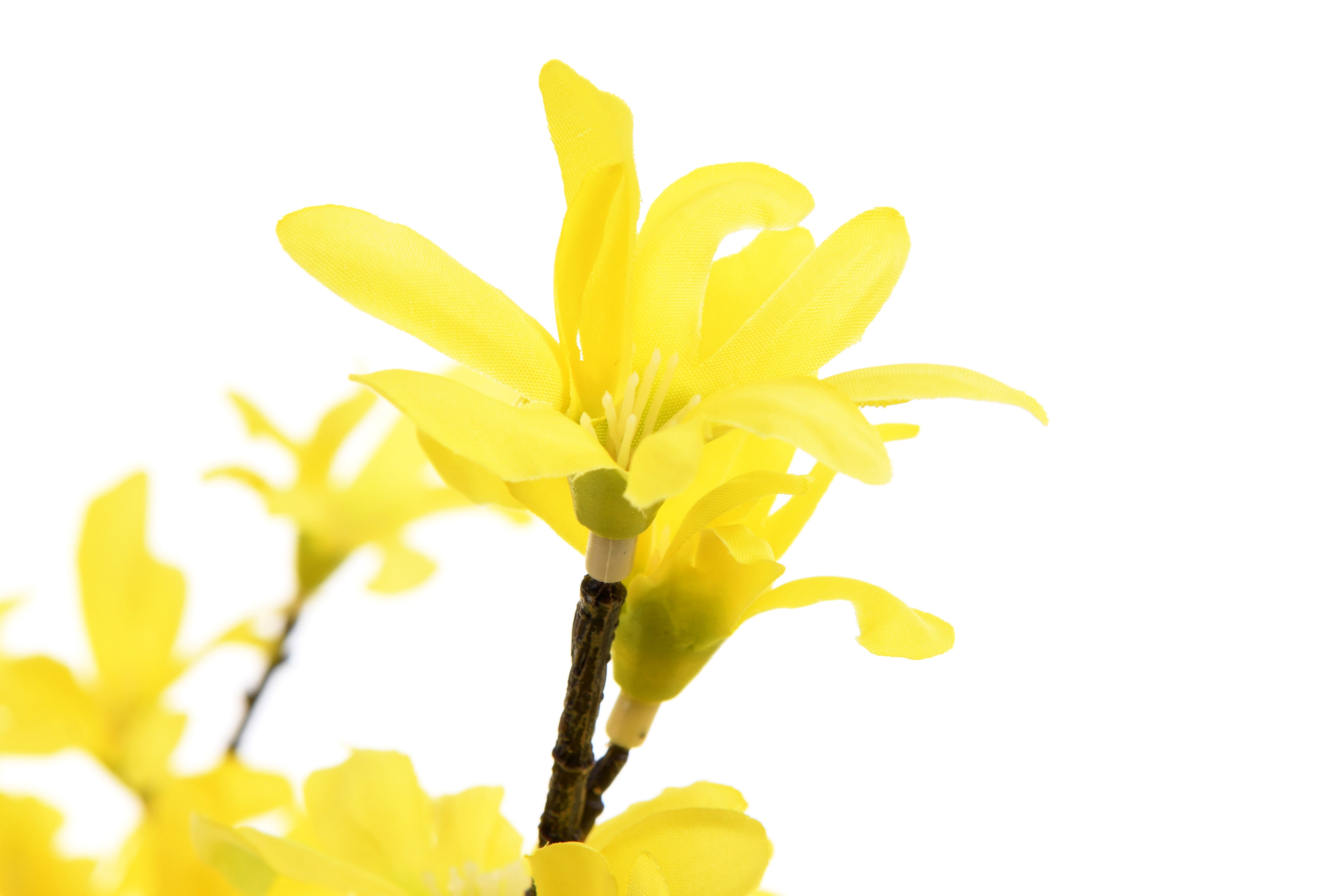 Forsythia Branch. 83 cm