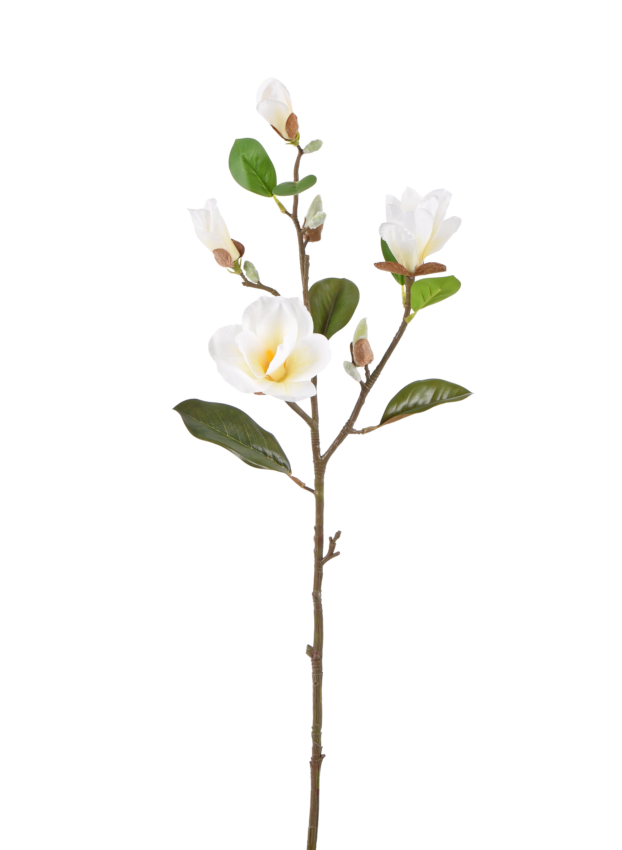 Michelia. 83 cm