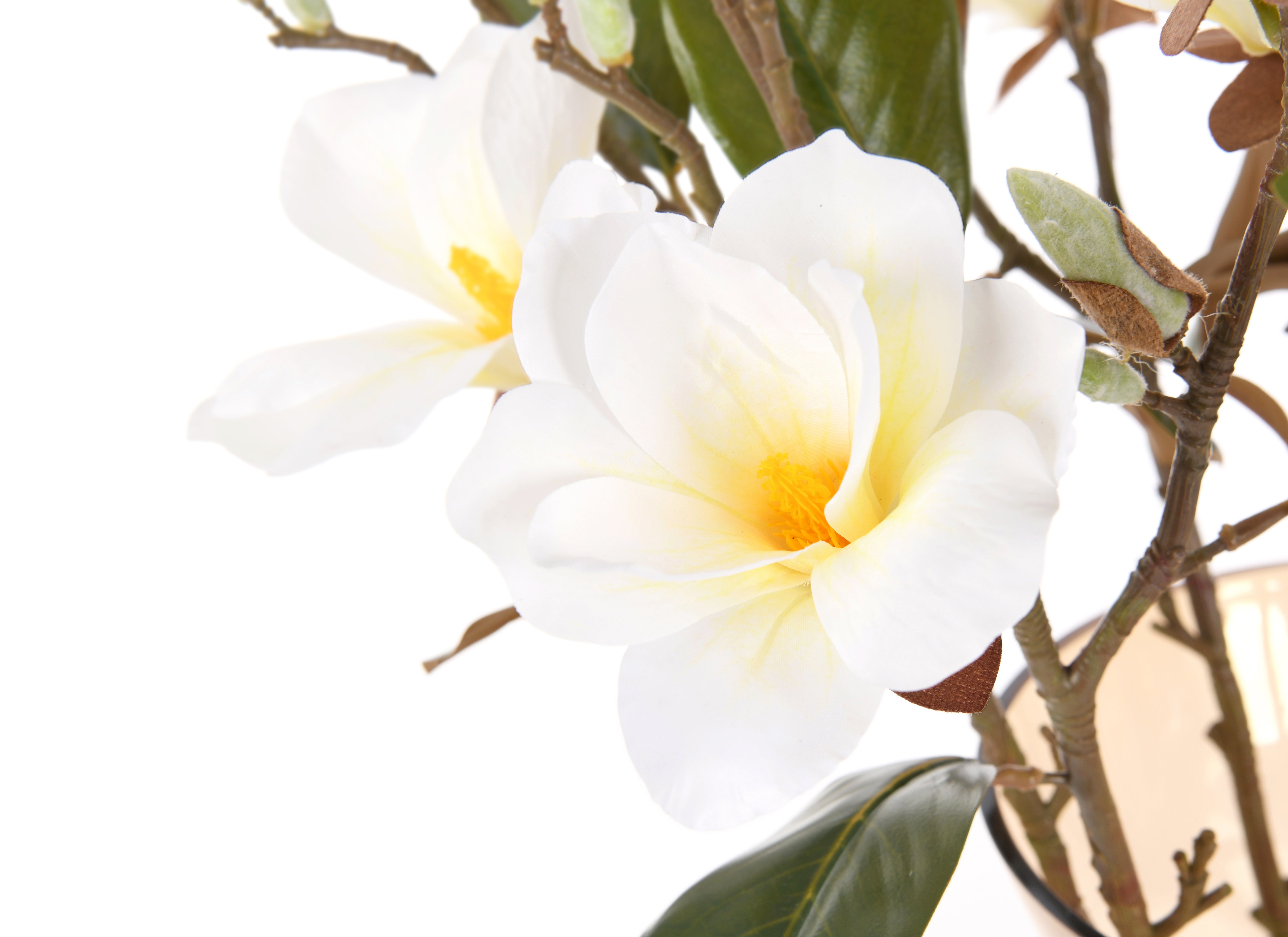 Michelia. 83 cm