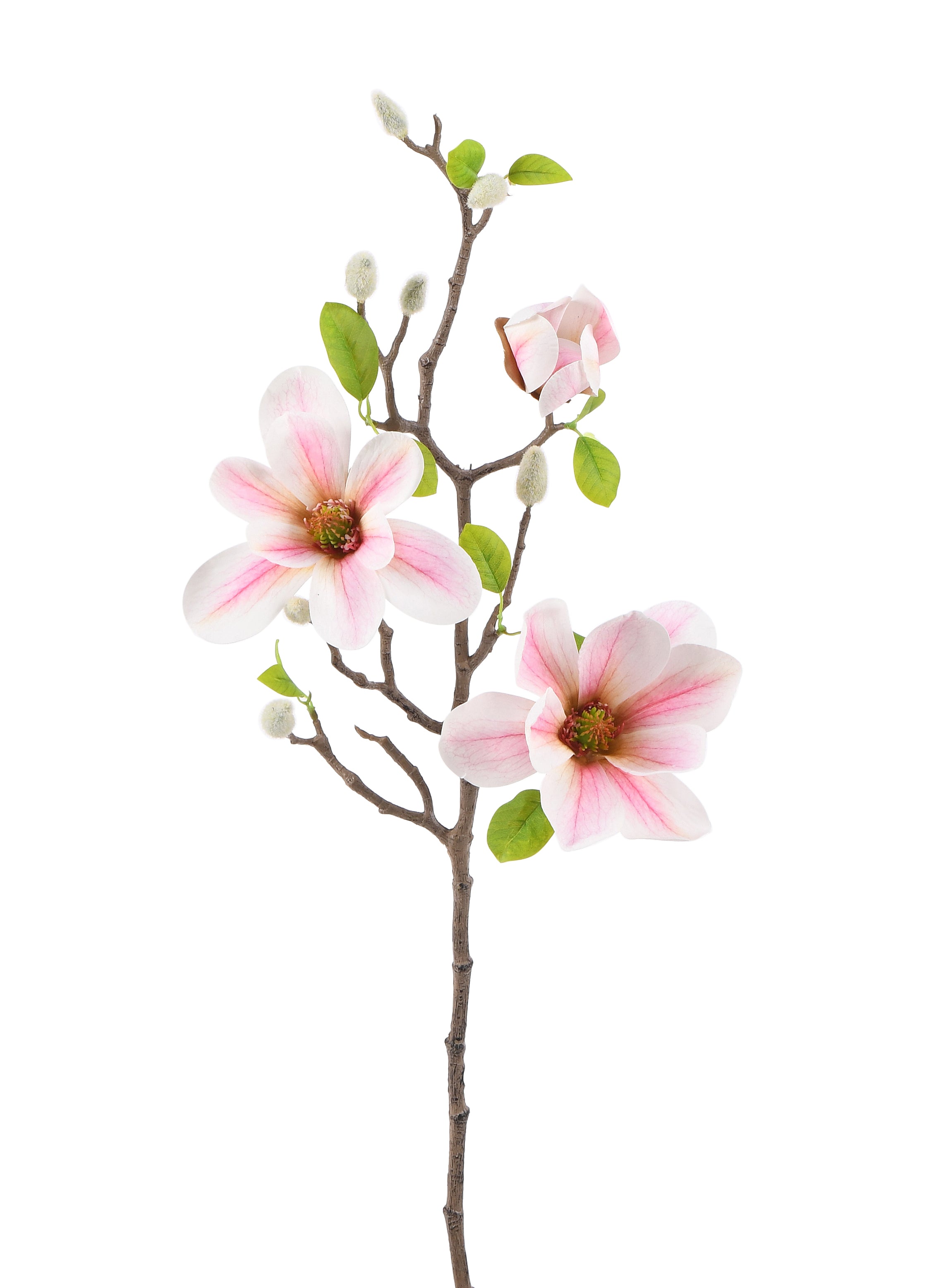 Magnolia. 75 cm