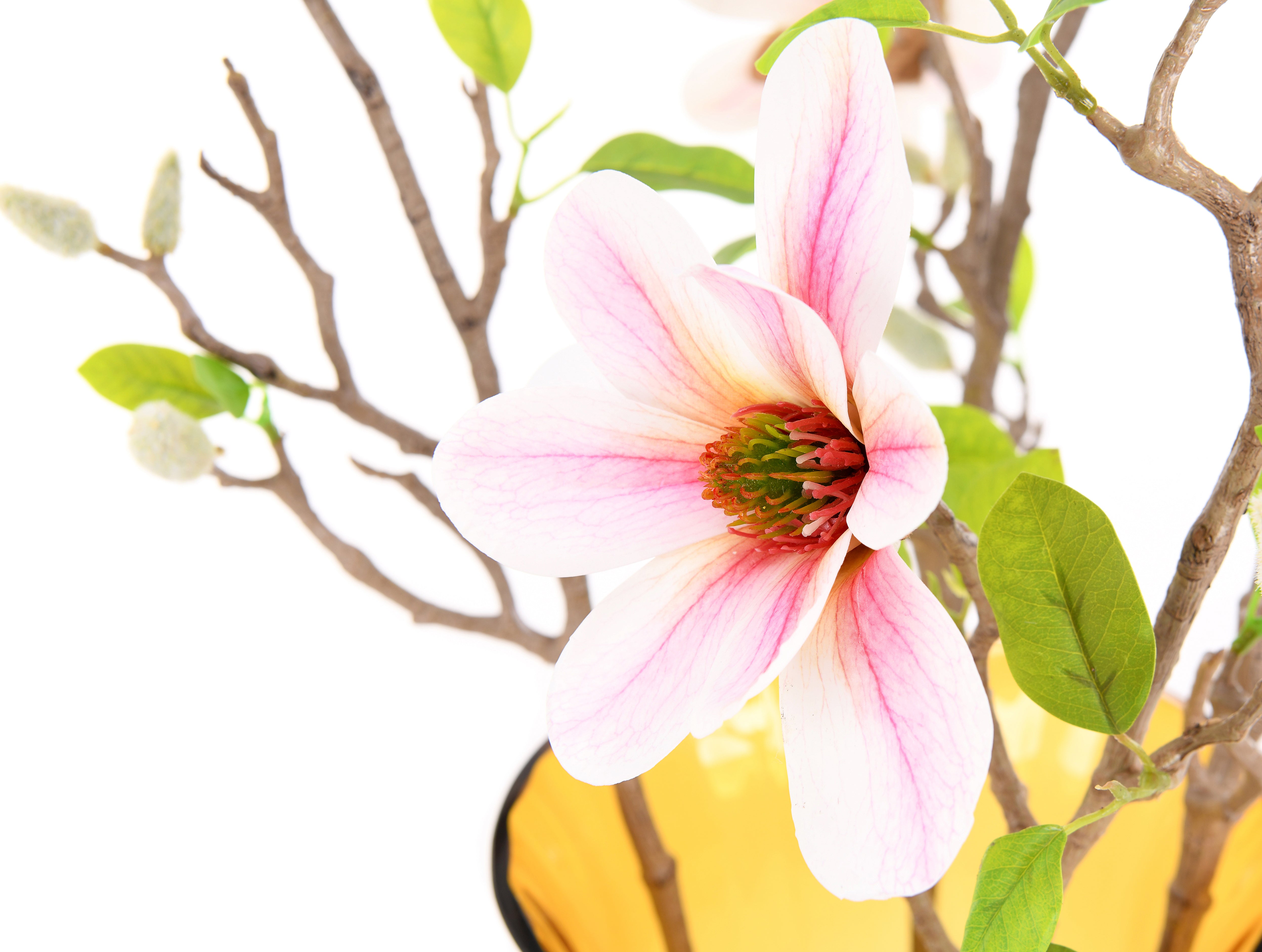 Magnolia. 75 cm
