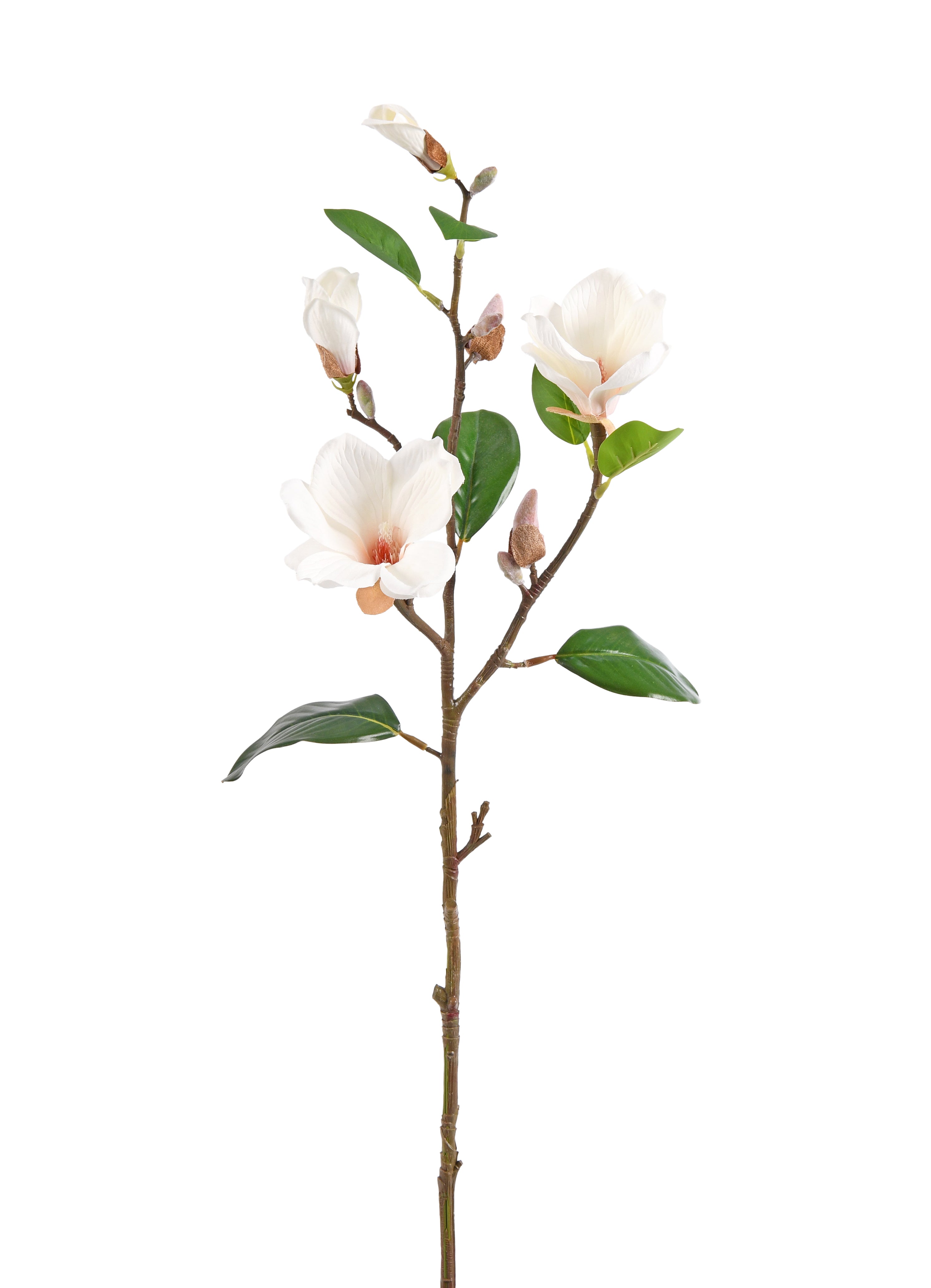 Michelia. Flowers & Buds. 83 cm