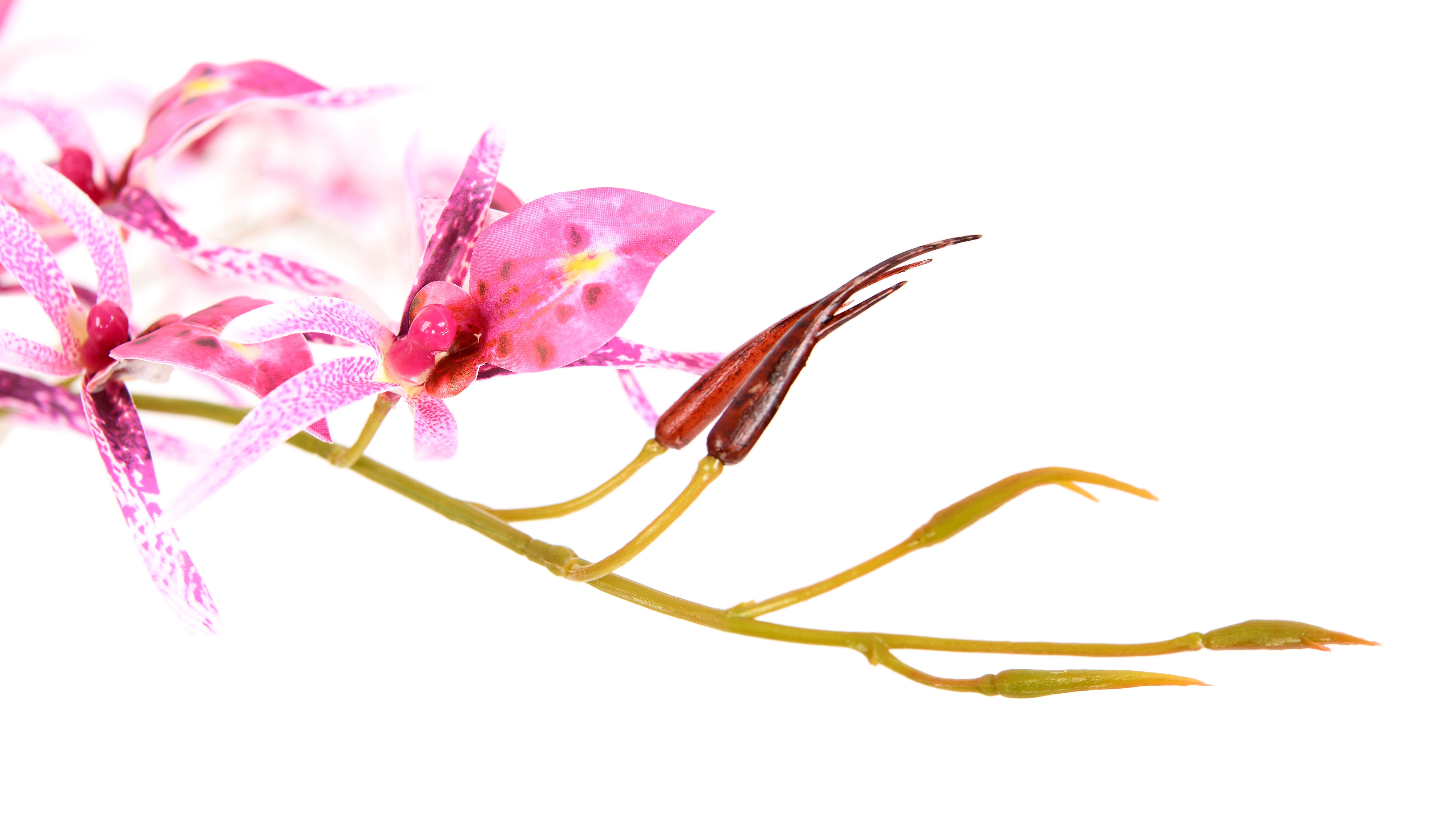 Spider orchid. 91 cm