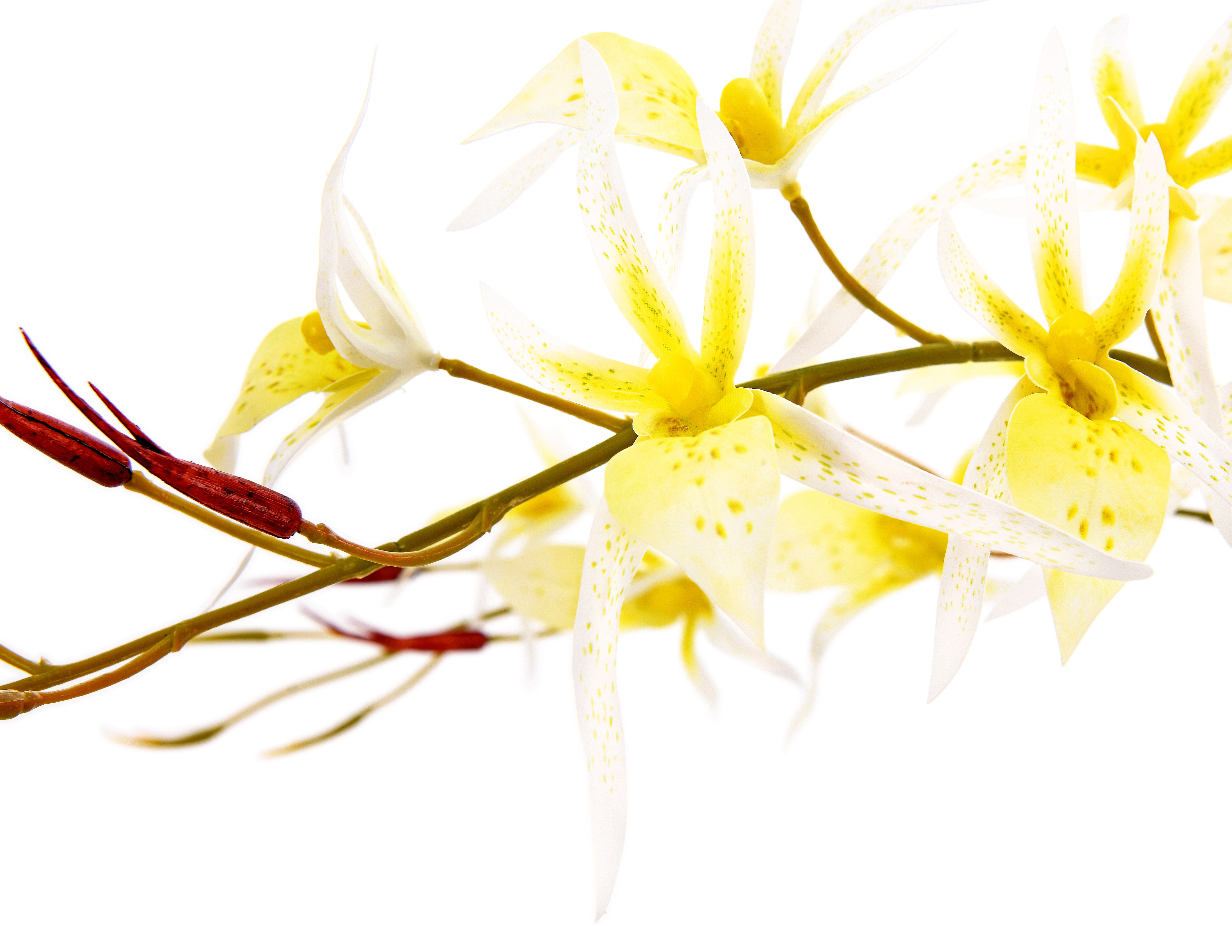 Spider orchid. 91 cm