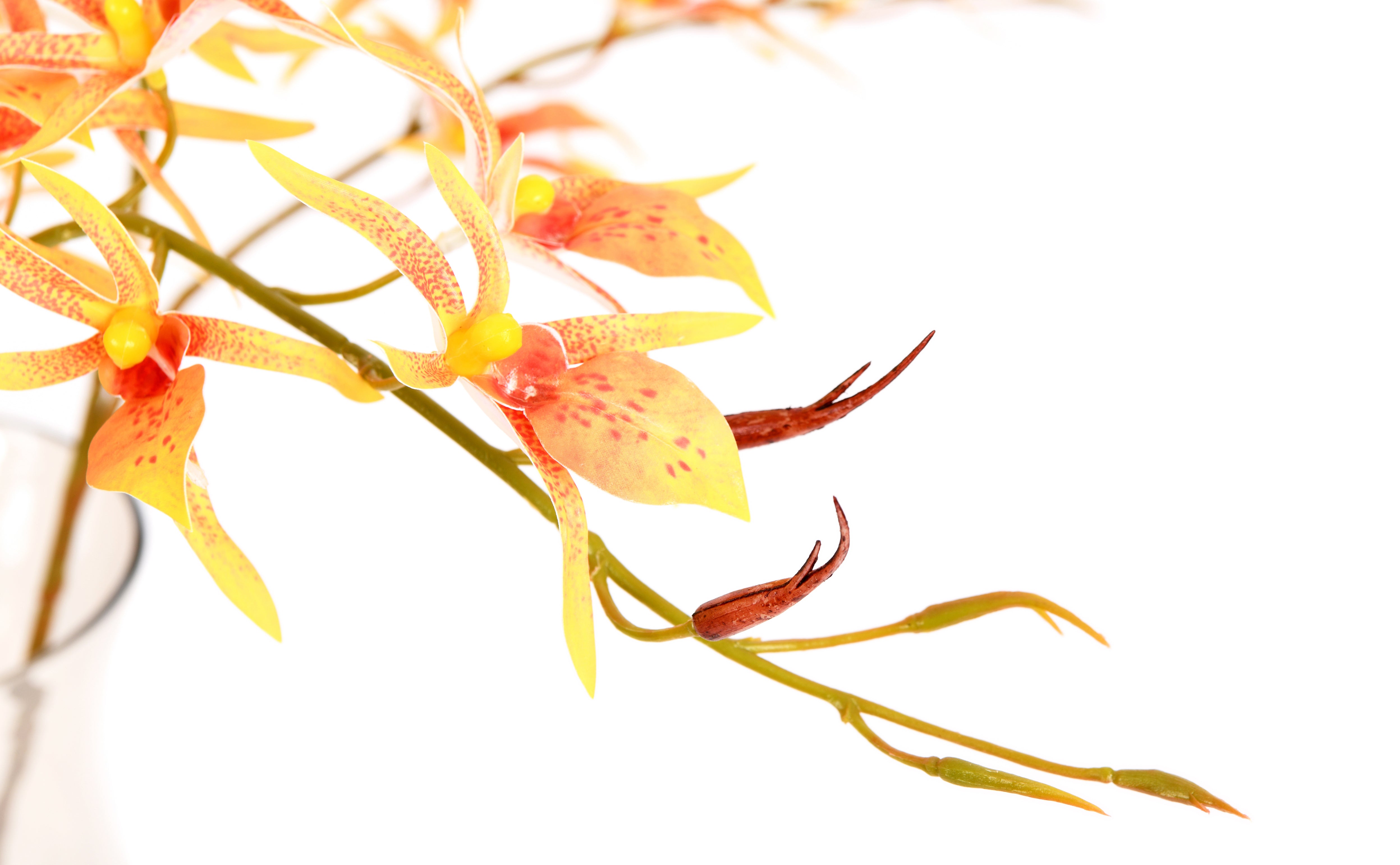 Spider orchid. 91 cm