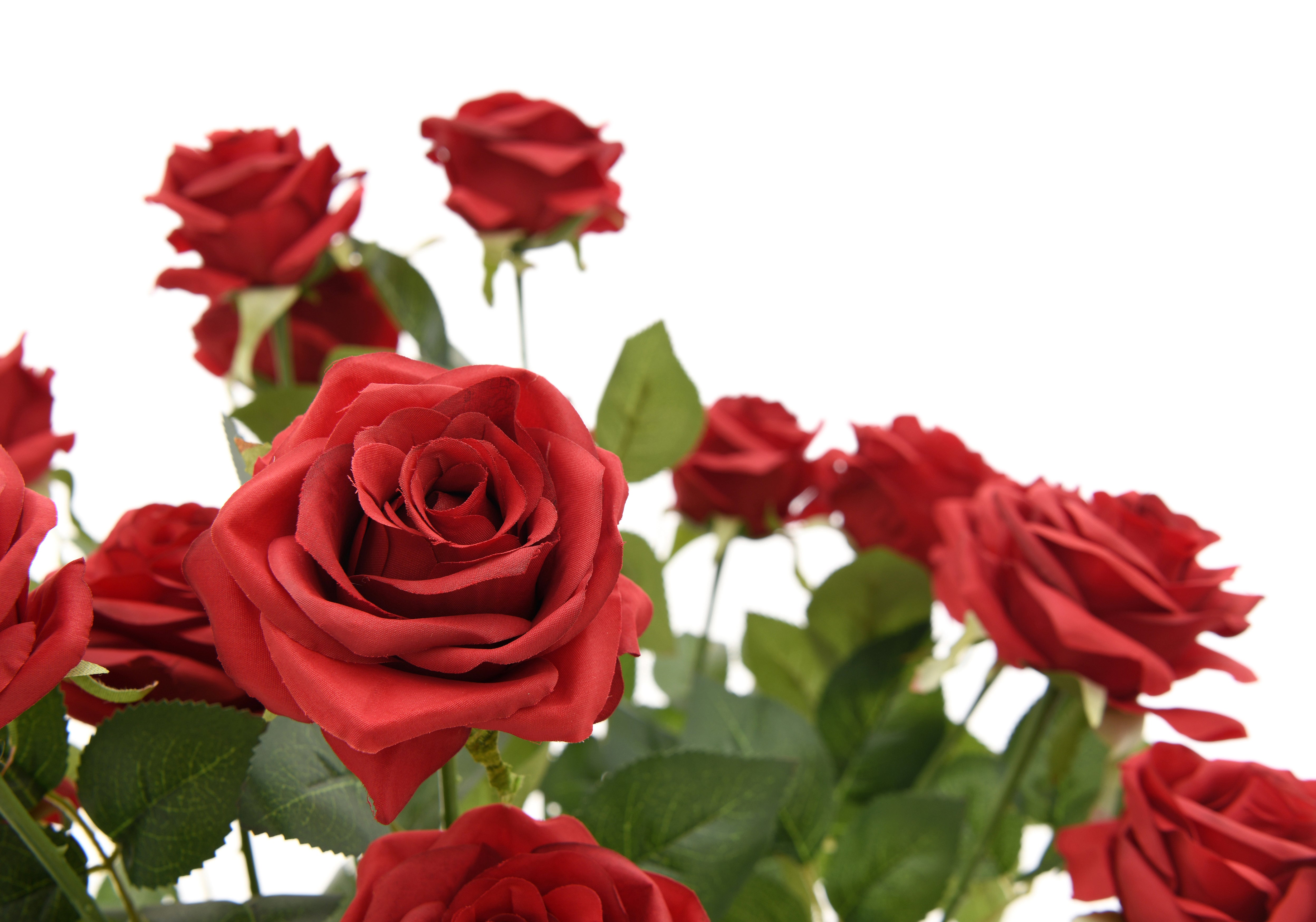 Rose single head. 60 cm