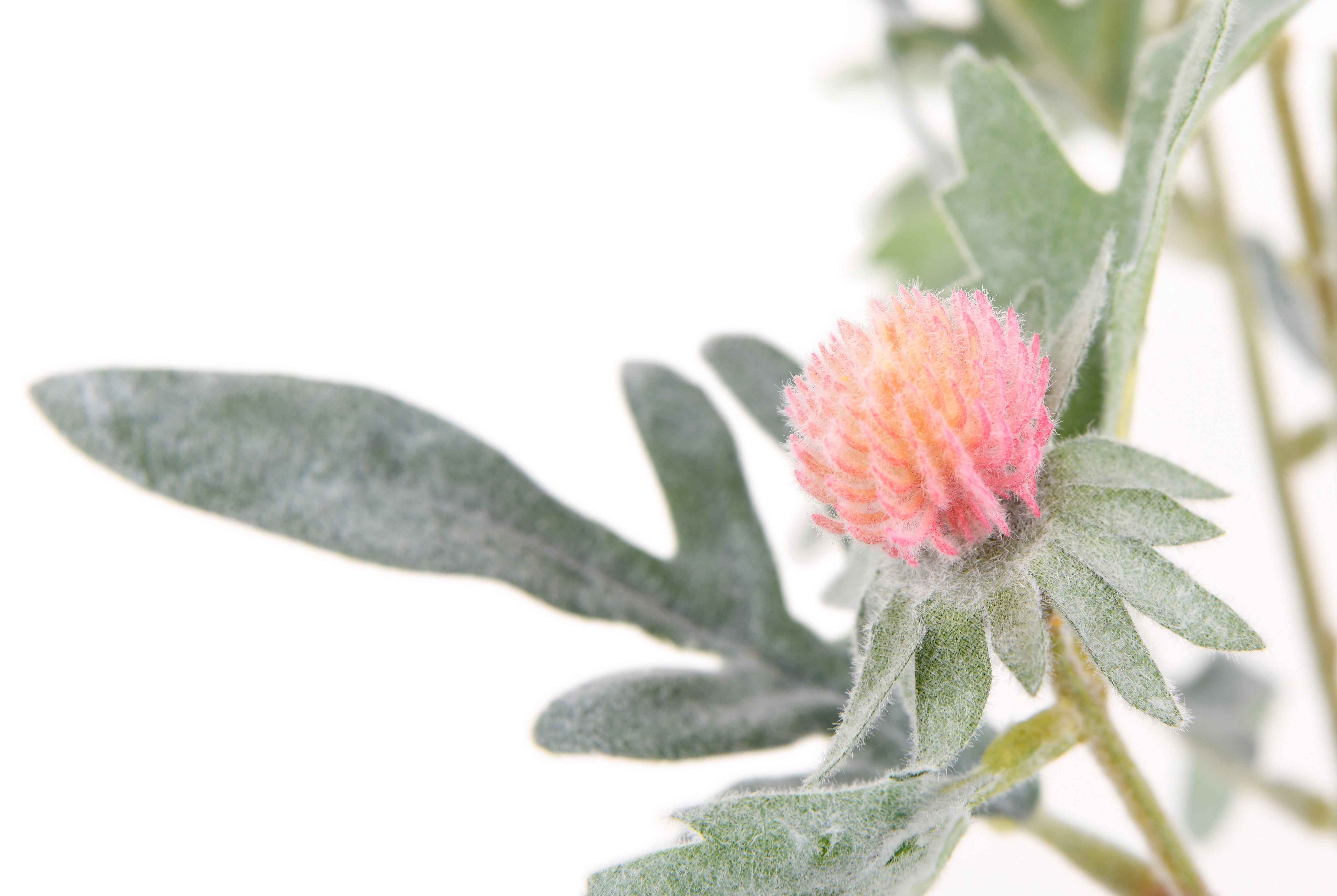 Dusty Miller. 75 cm