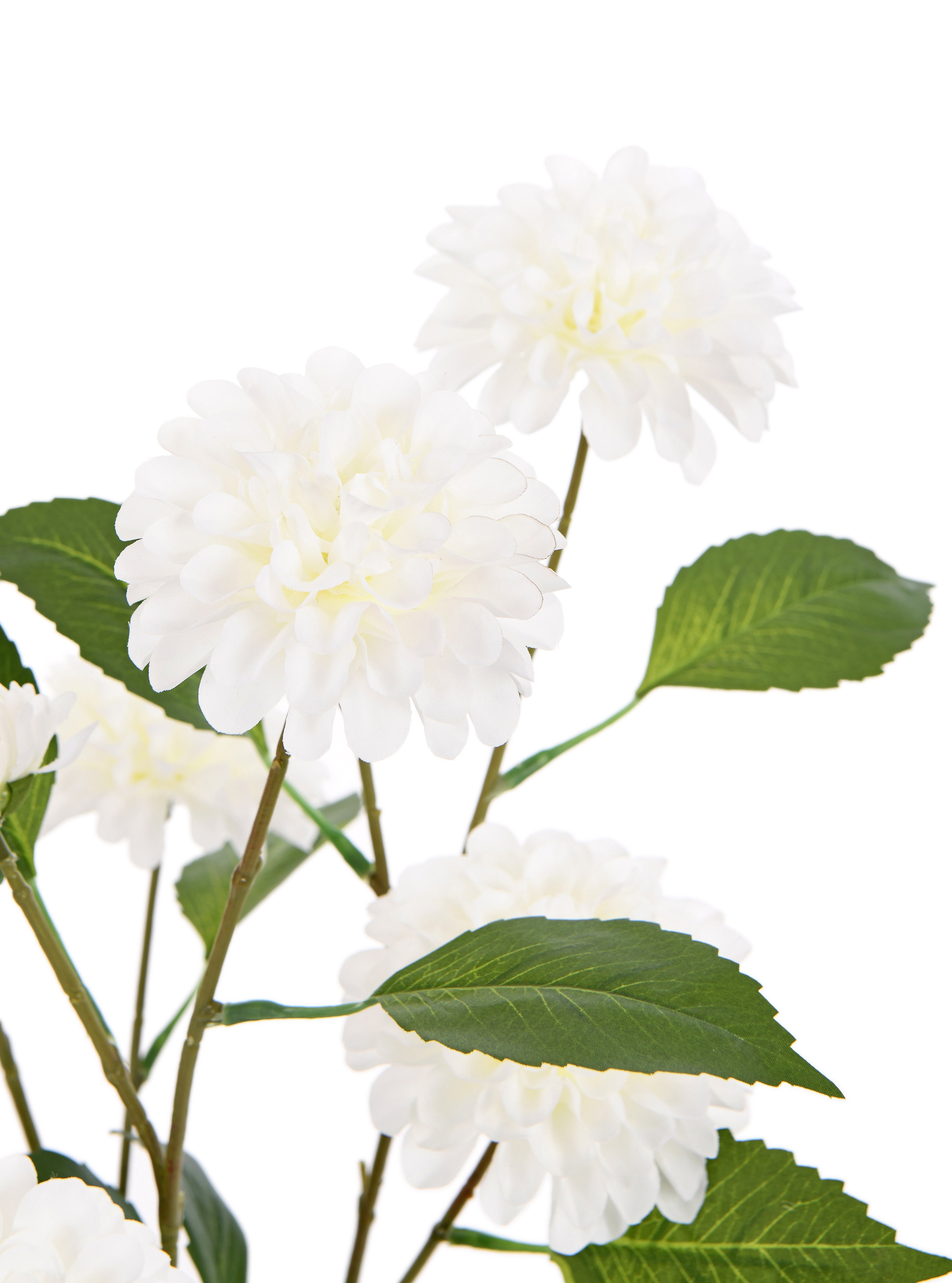 Dahlia. 72 cm