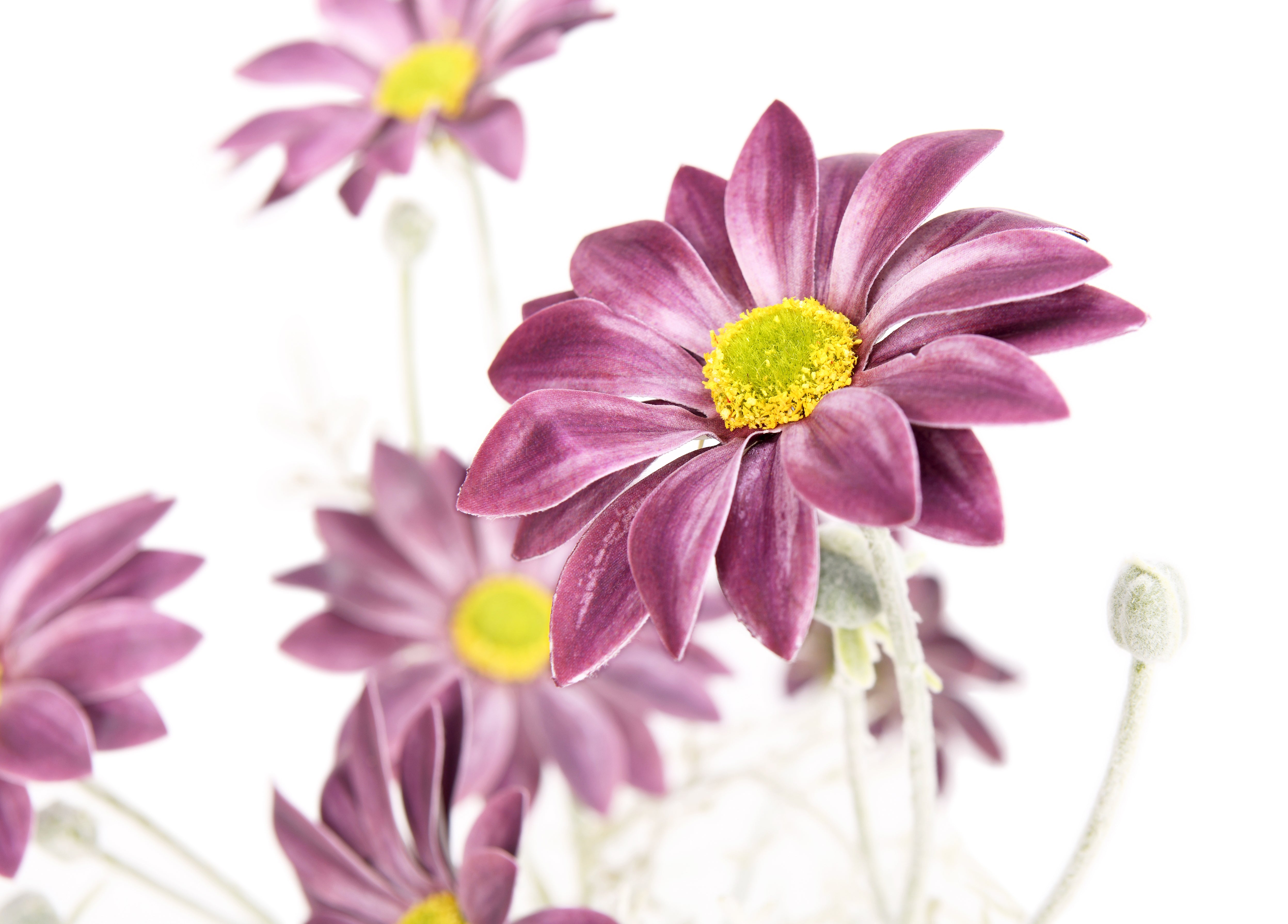 Chamomile. 4 Flowers. 61 cm
