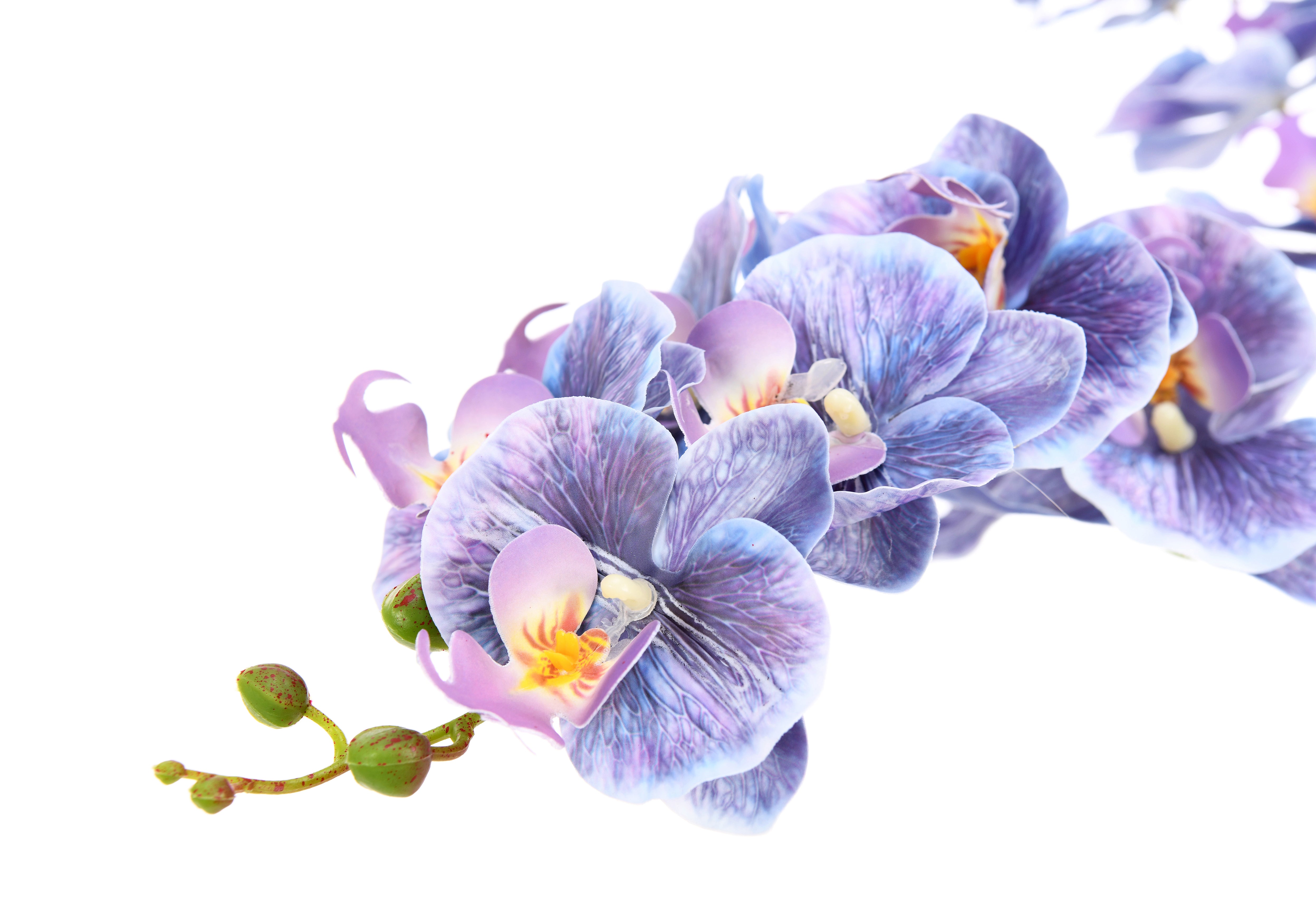 Moth Orchid. 96 cm