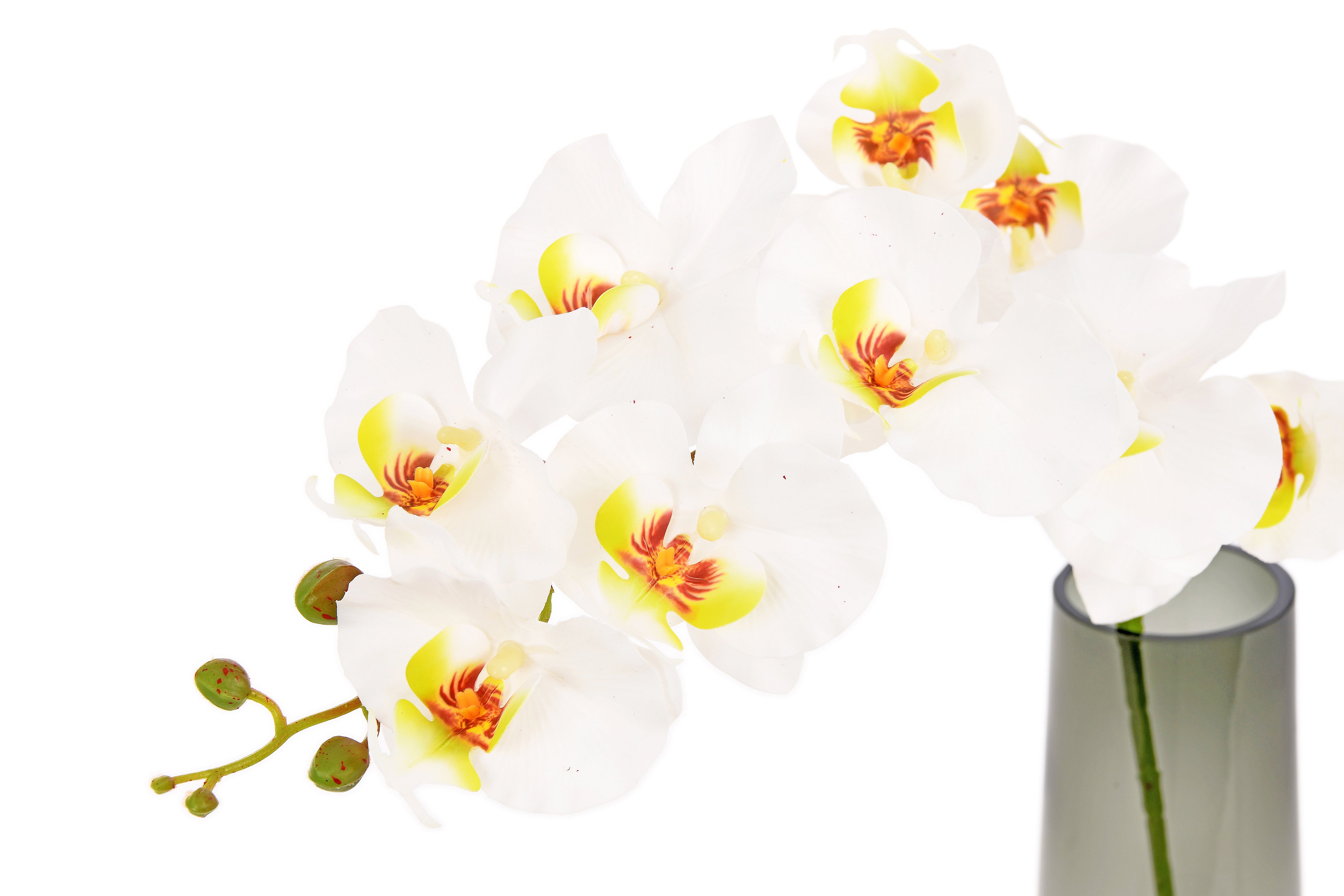 Moth Orchid. 96 cm