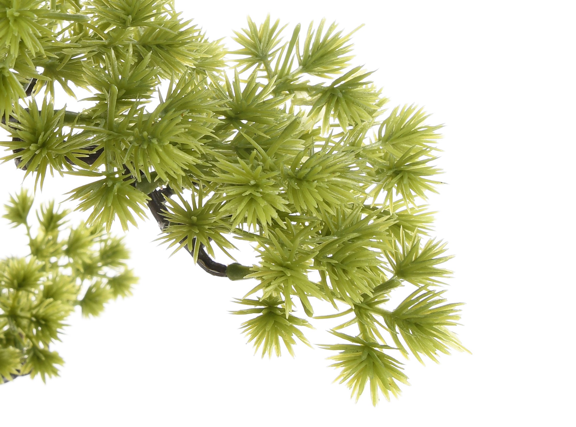 Pinus Bonsai. 53 cm